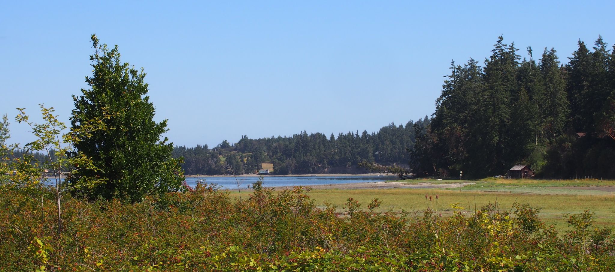 Calm water visible through bushes, backed by a distant evergreen forest. - Port Townsend to Fort Flagler