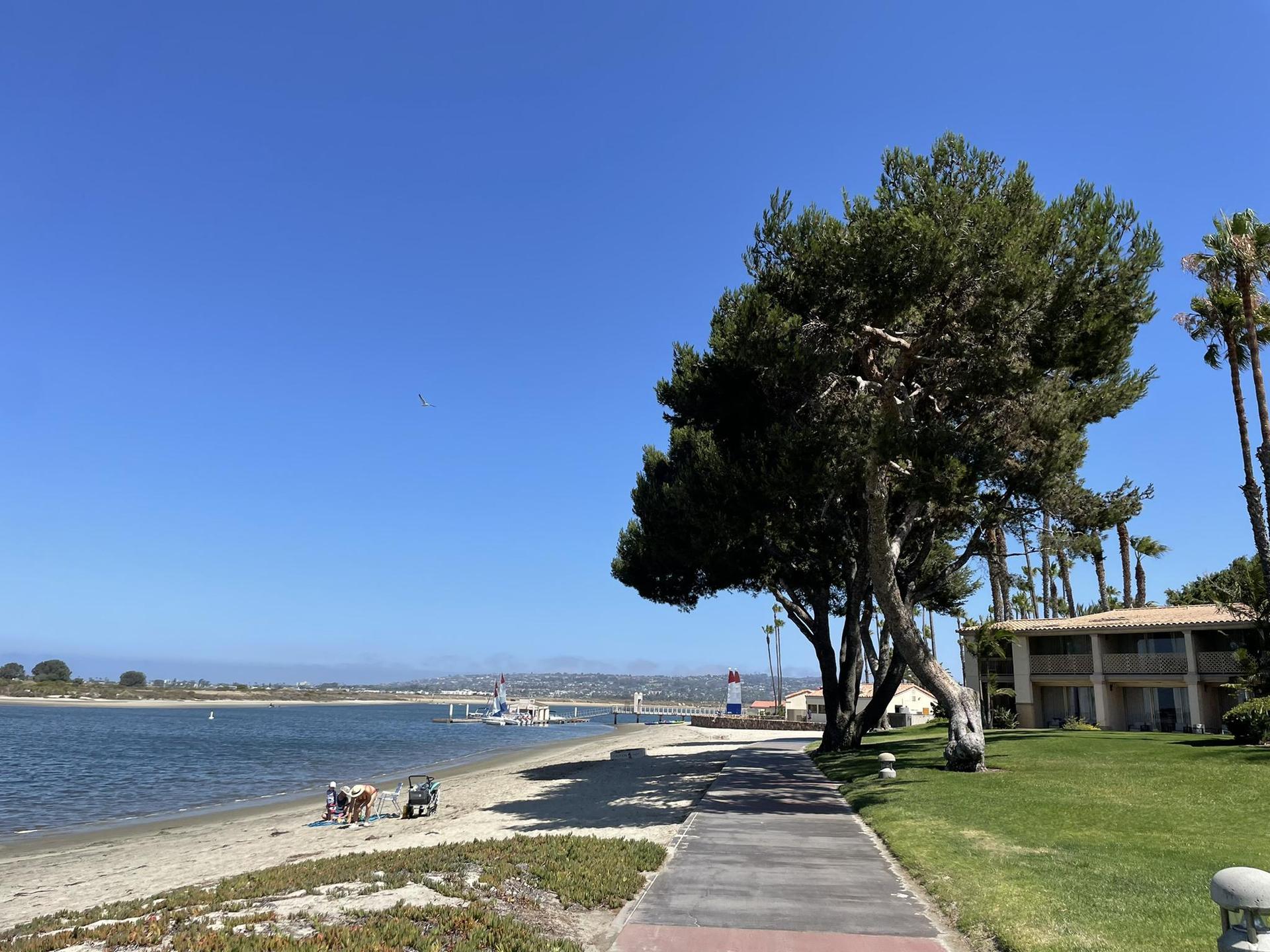 Sunny beach with a large tree, paved path, and people by the water.