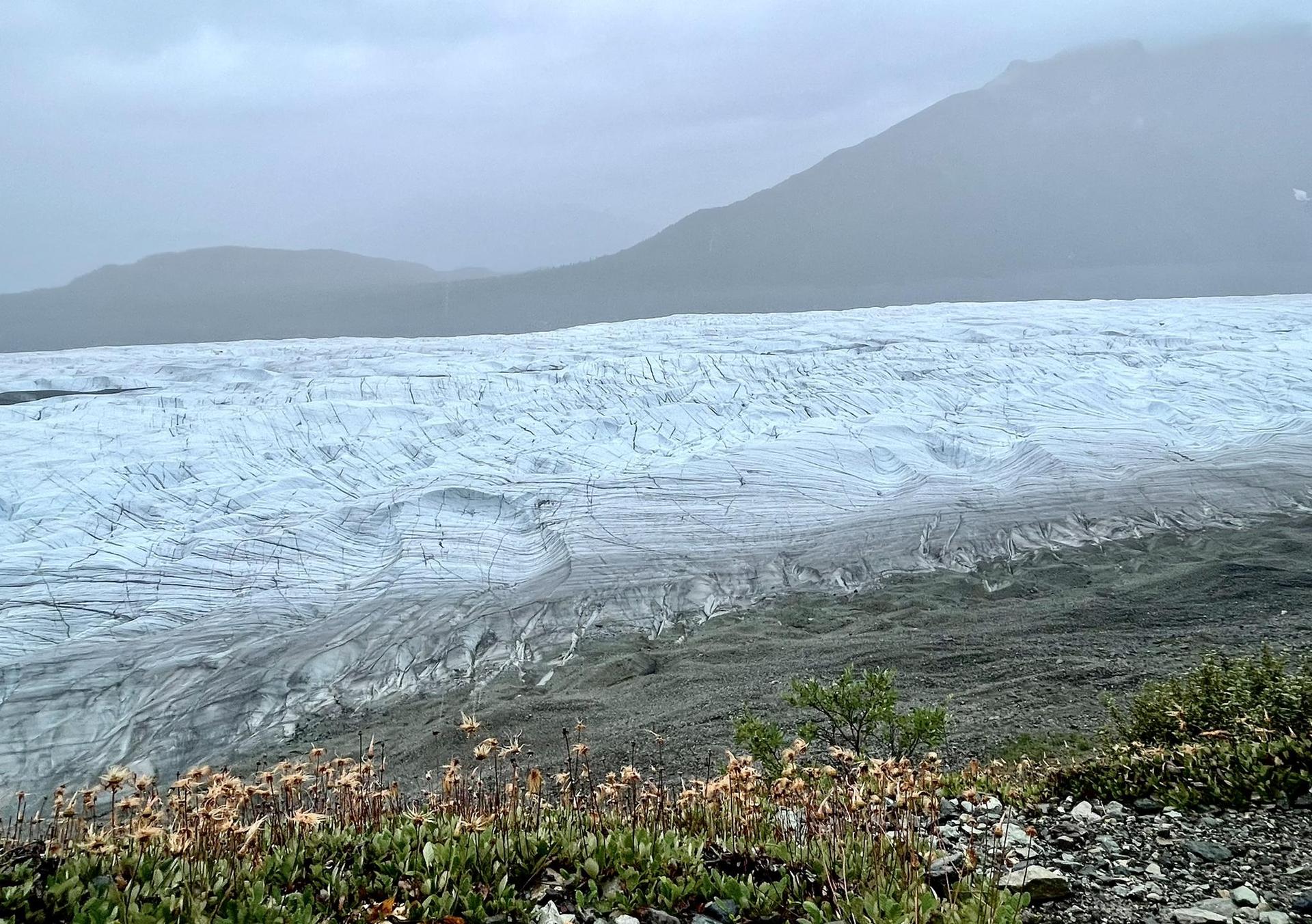 Vast glacier and mountains under an overcast sky, with foreground plants.