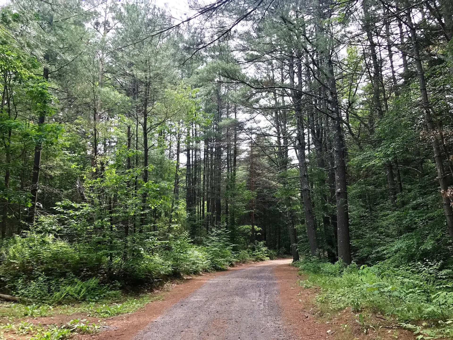 Wide dirt road winding through a dense, lush green forest.