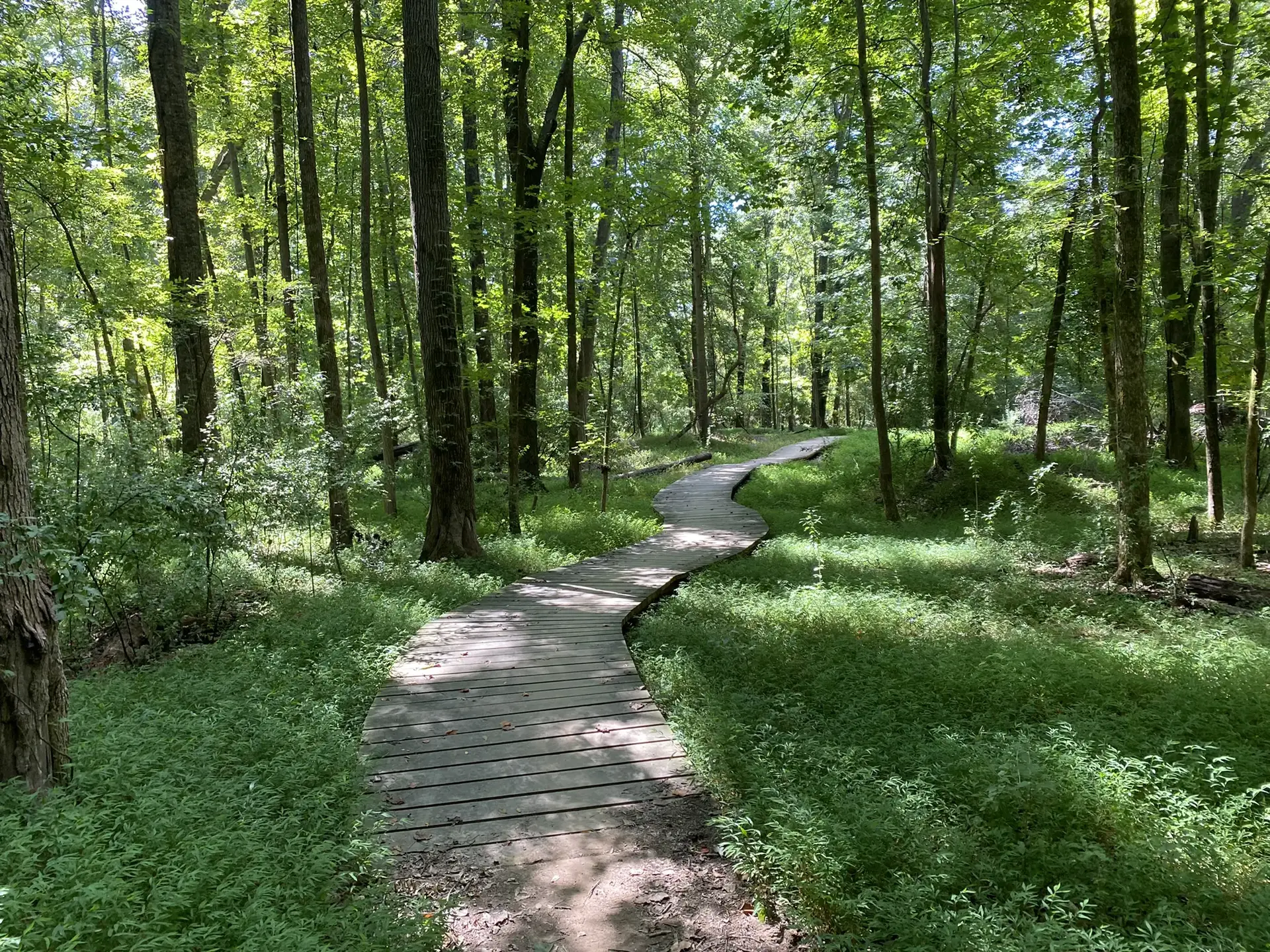 Winding wooden boardwalk through a lush green forest with dappled sunlight.