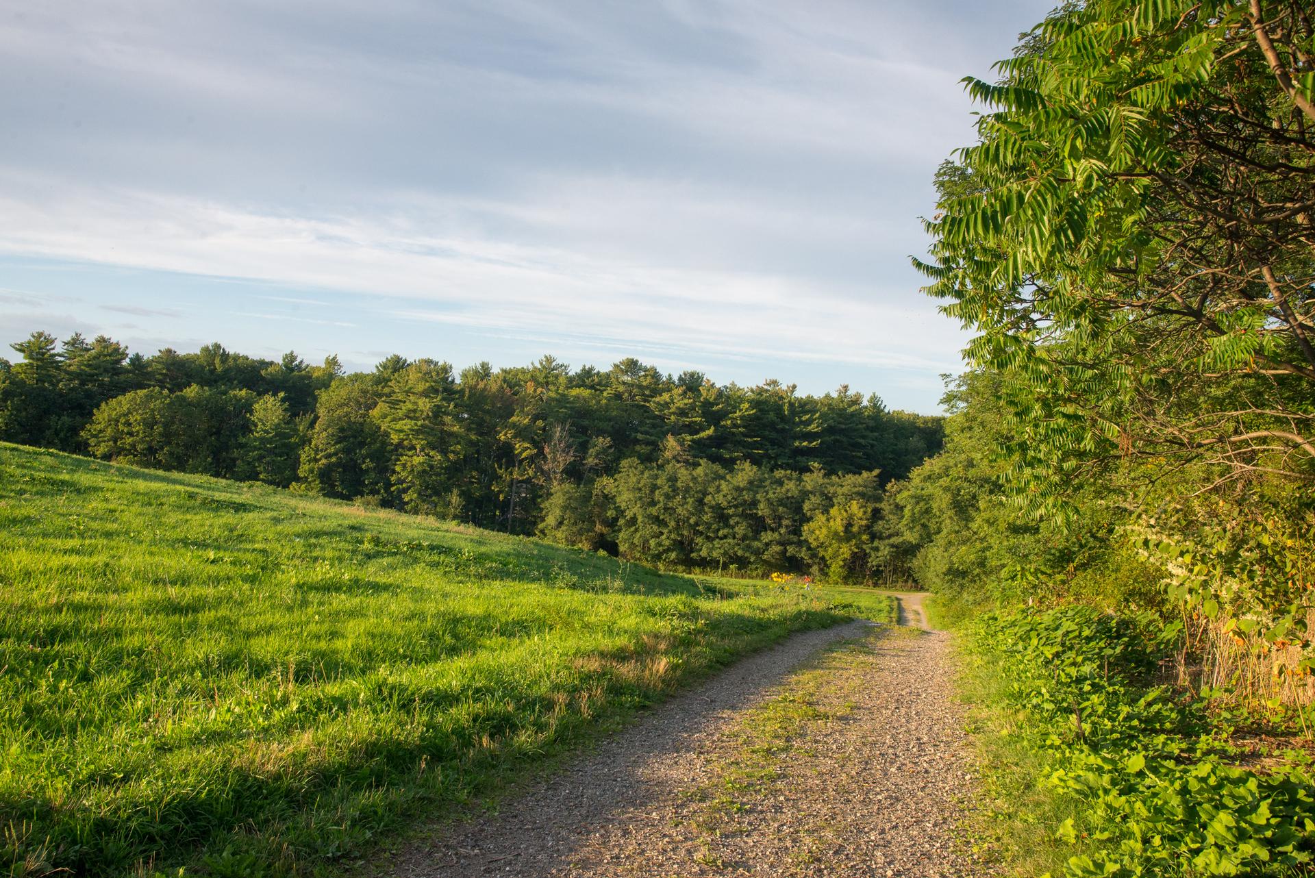 A sunlit gravel path curves between a grassy hill and dense trees.