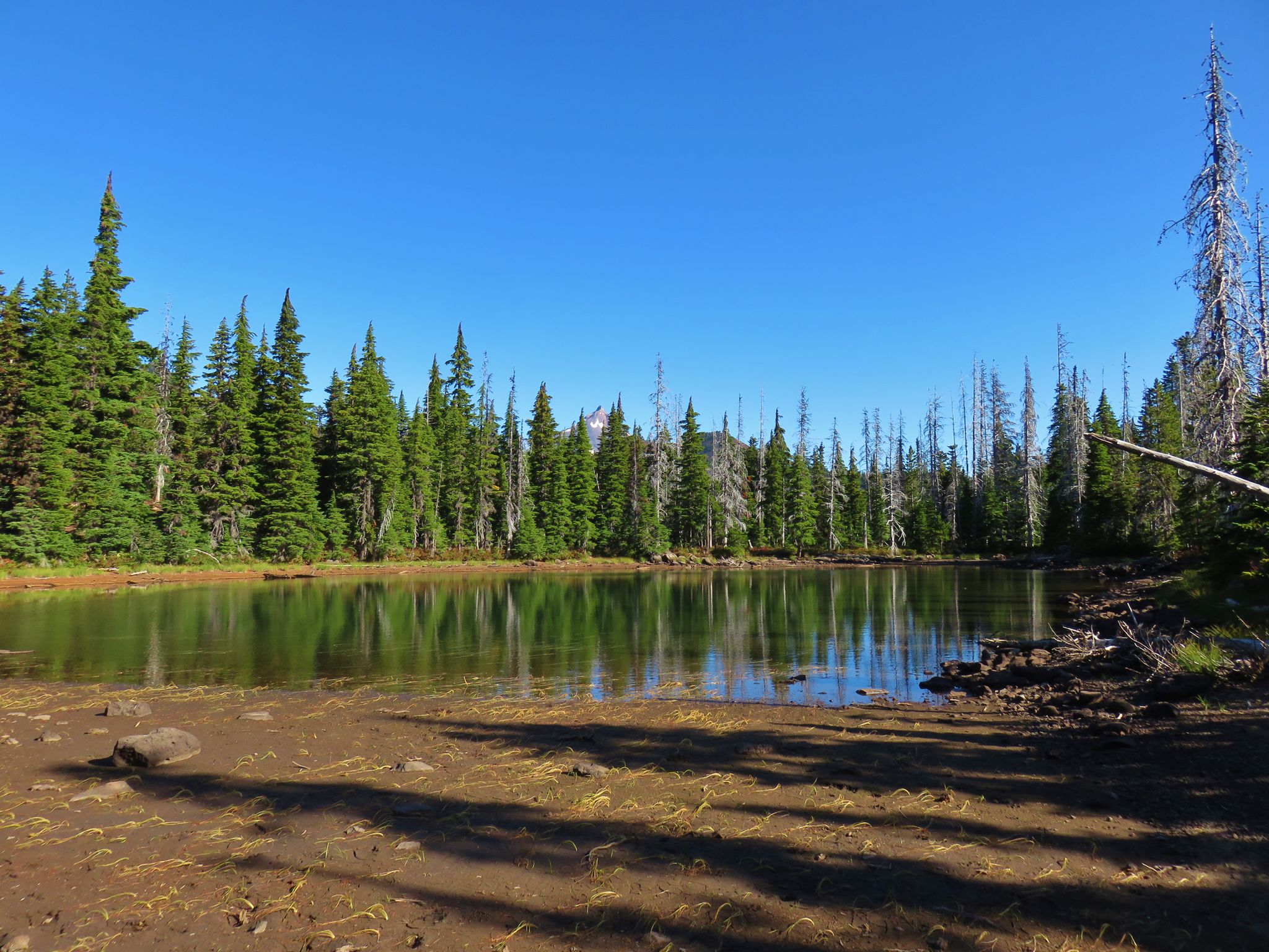 Small, shallow lake surrounded by evergreen forest and muddy shore under blue sky. - Carl Lake Trail