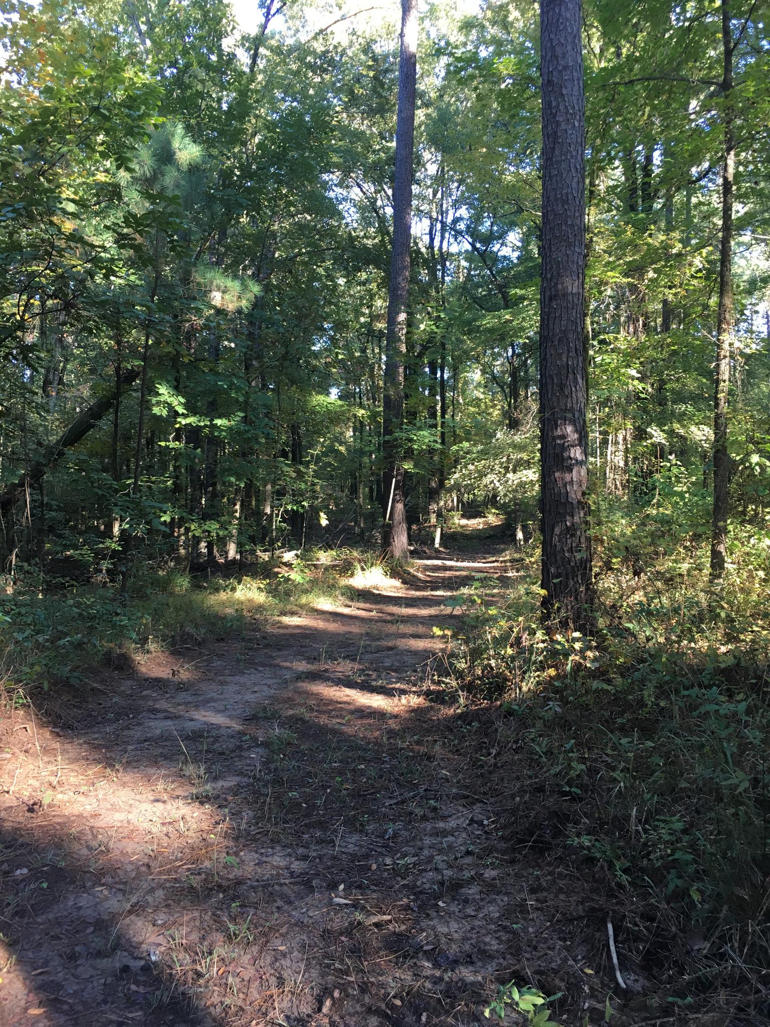 Dappled sunlight on a winding dirt path through a dense green forest.