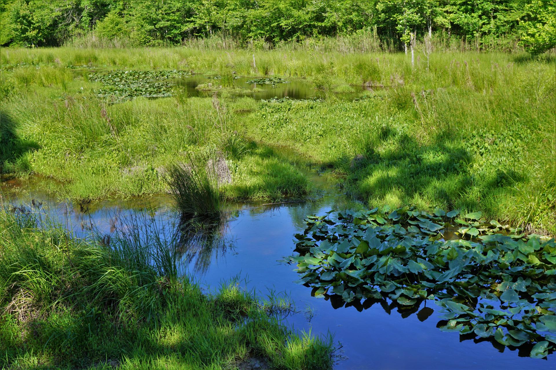 Sunny wetland with green grass, still water, and lily pads.