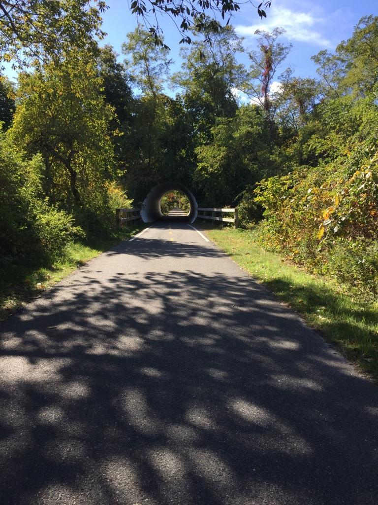 Paved path leading into a sunlit tunnel surrounded by green trees.