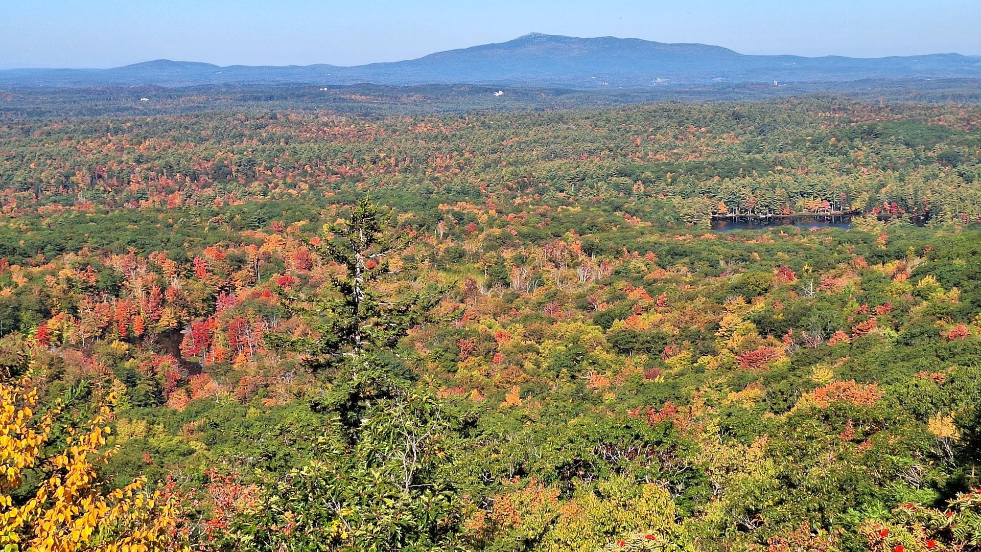 Panoramic view of a vast forest with vibrant autumn foliage under clear skies.