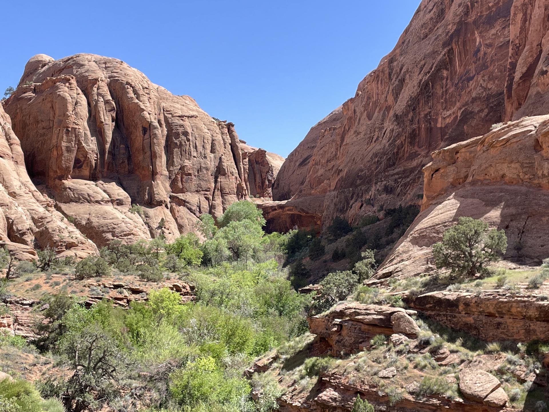 Deep canyon with towering red rock walls and lush green vegetation under a blue sky.