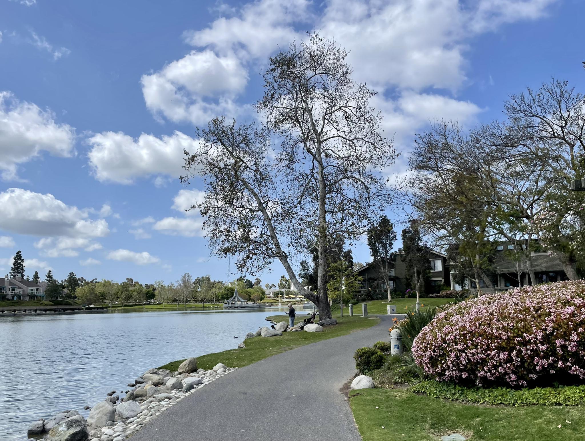 Paved path beside a lake with trees, flowering bushes, and a person walking. Sunny day.