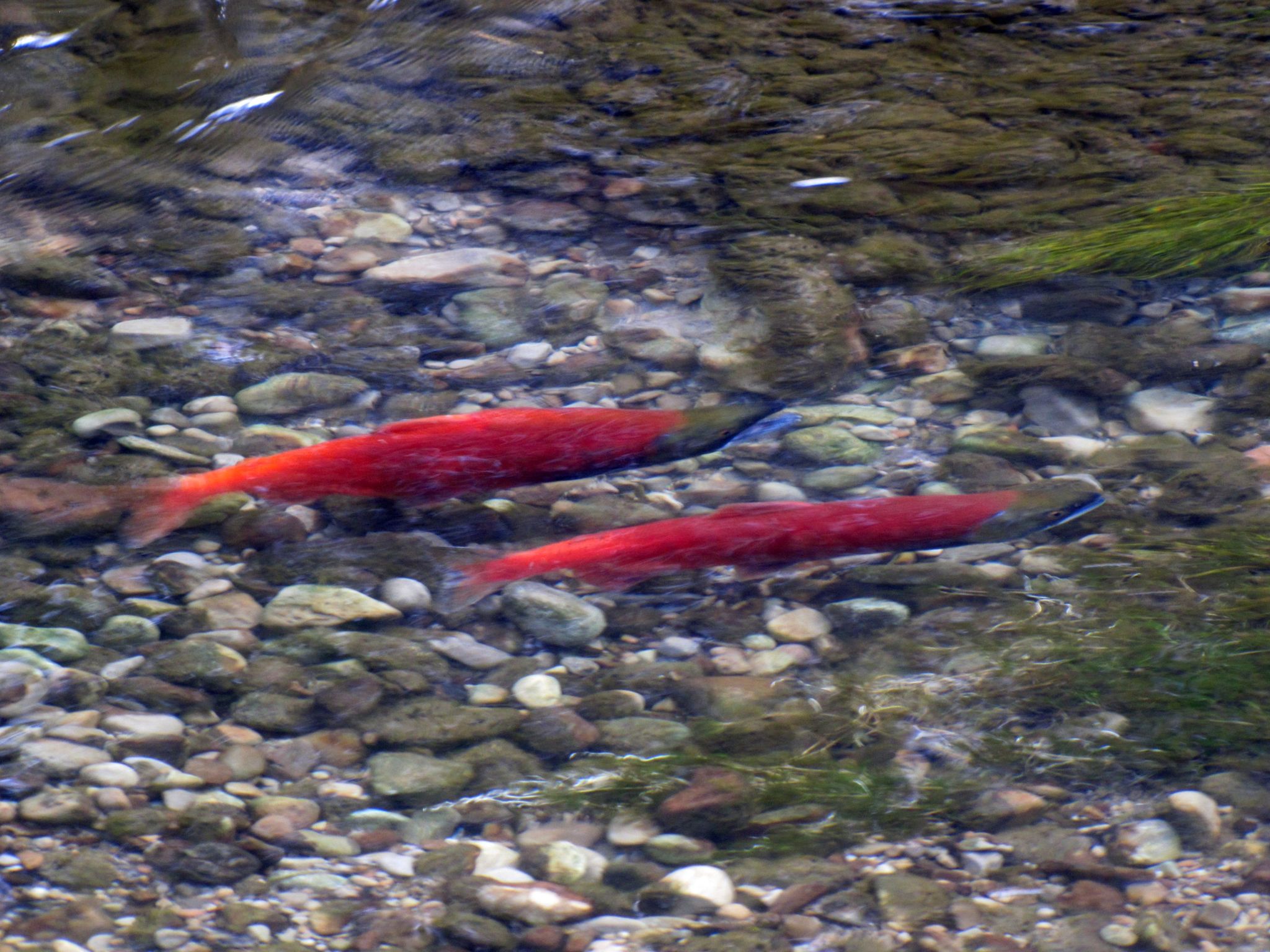 Two bright red fish swim in a clear, rocky stream with green plants. - Skull Crack Trail