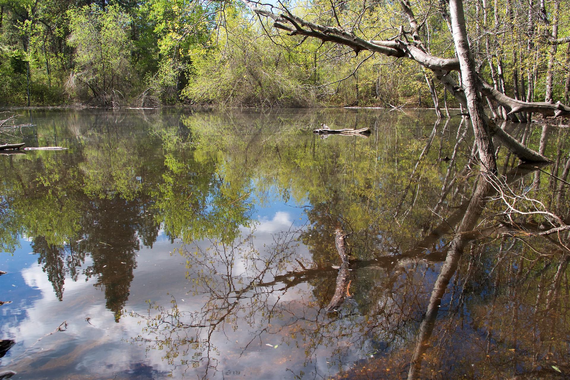 Calm water reflects green trees and blue sky on a bright, sunny day.