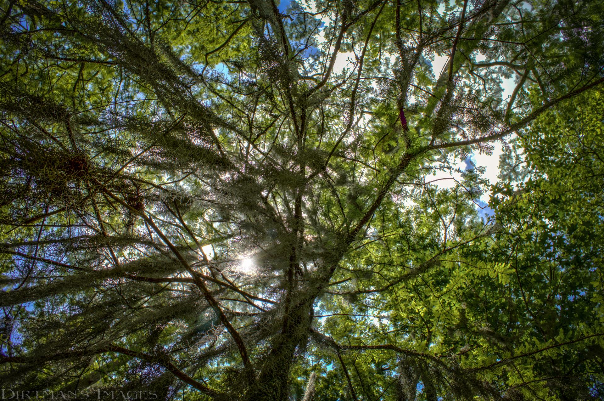 Sunlight filters through a dense, green tree canopy, creating bright rays.