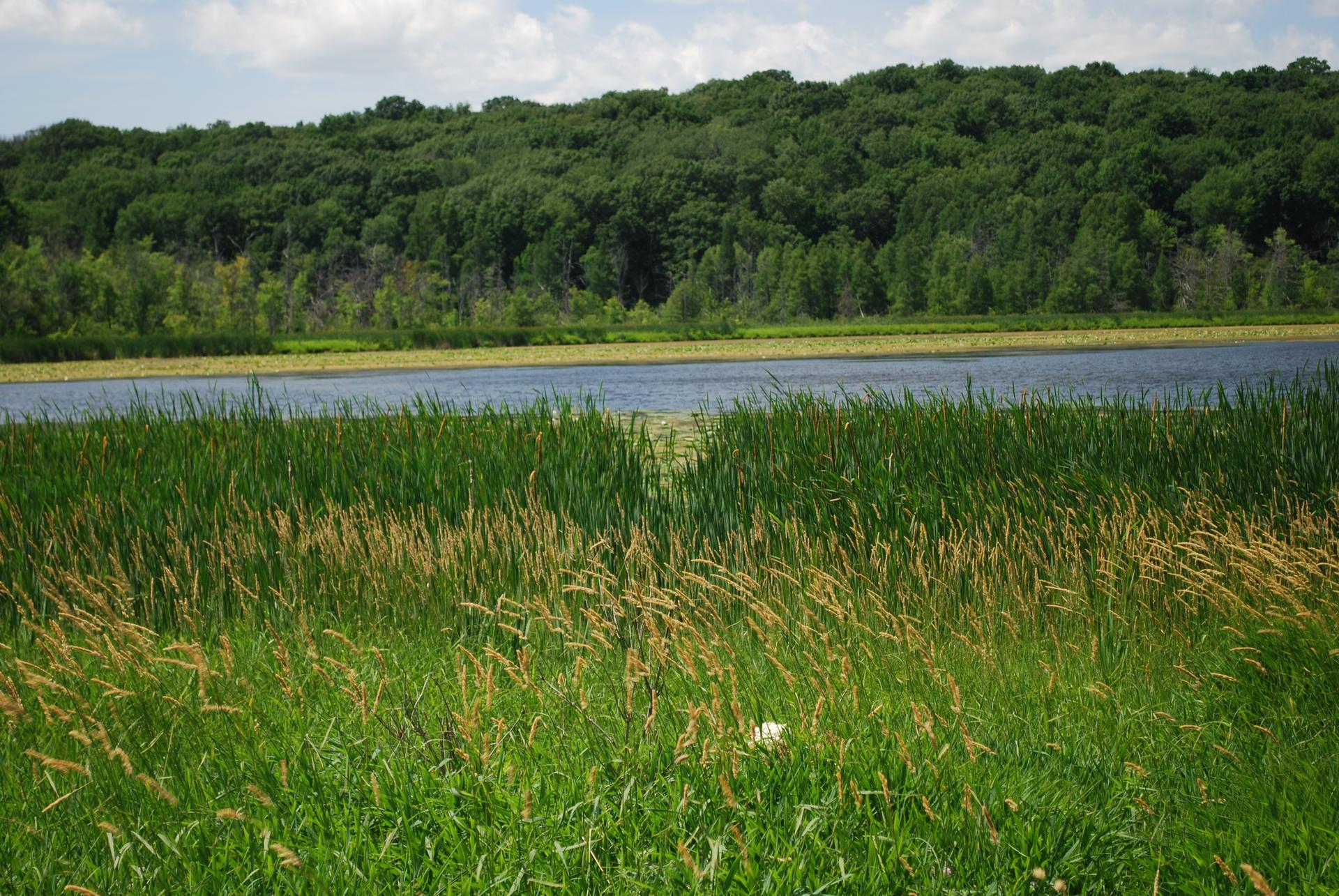 Lush green and golden grasses in foreground, with a lake and forest beyond.