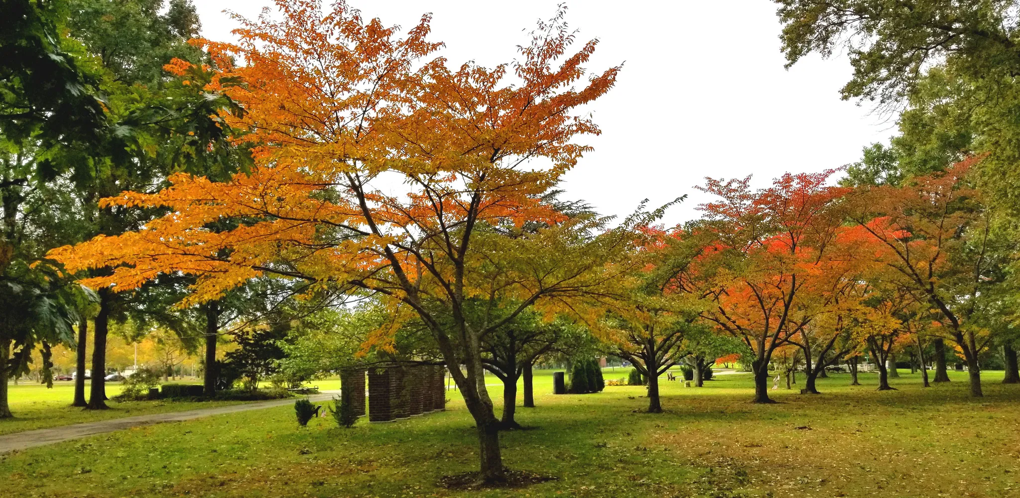 A park with trees showing vibrant orange and red autumn leaves under an overcast sky. - LI Motor Parkway Trail
