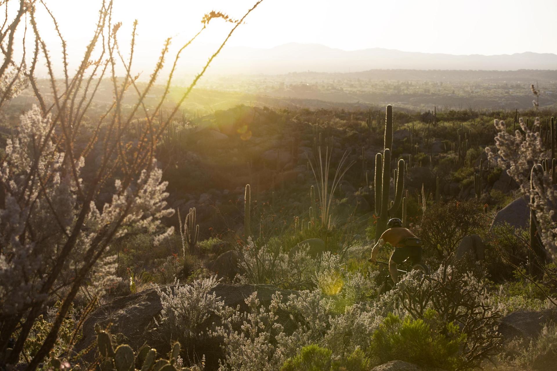 Mountain biker in a sunny desert landscape with cacti and distant mountains at sunset.