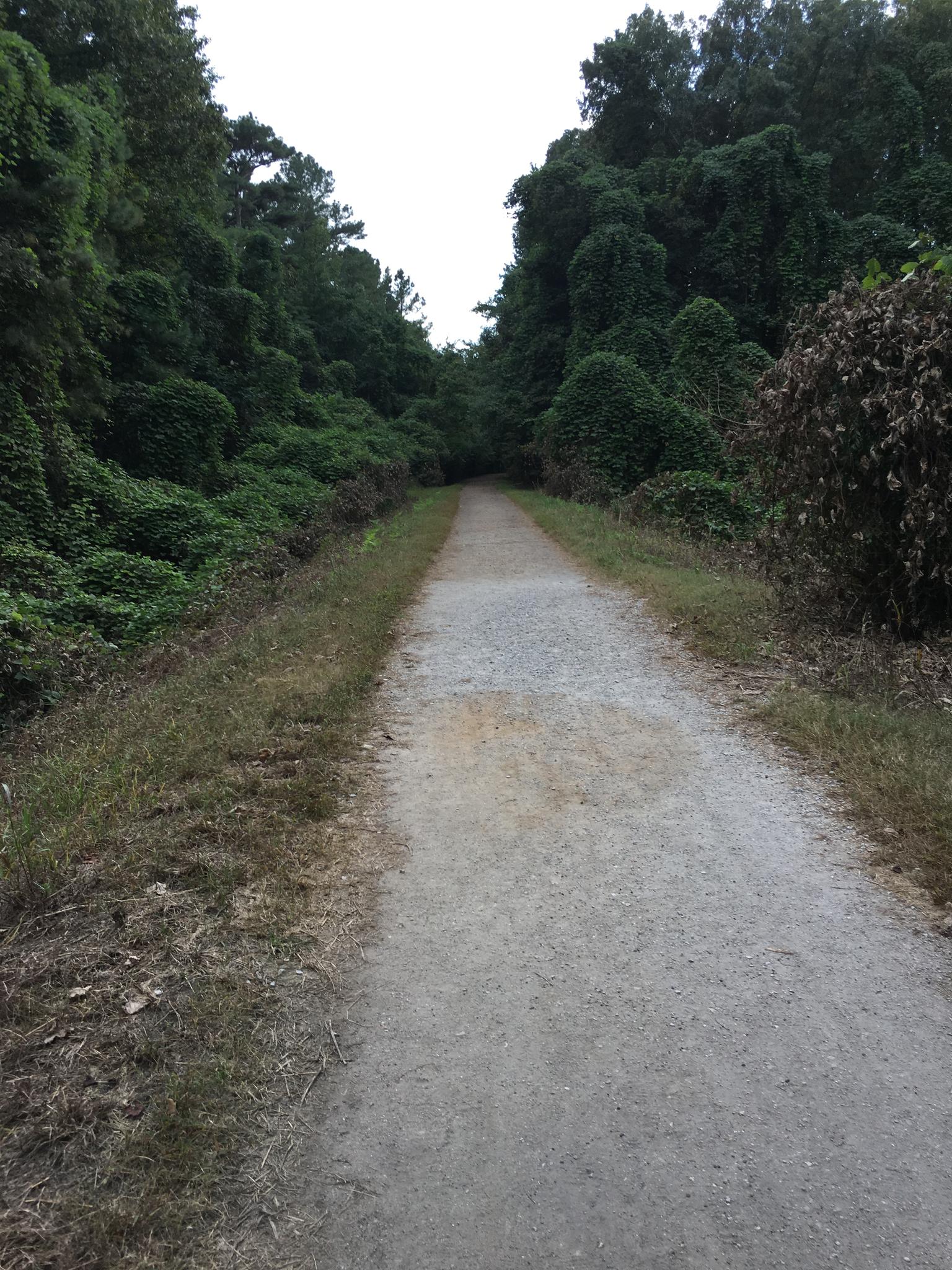 A gravel path through dense green forest under an overcast sky.