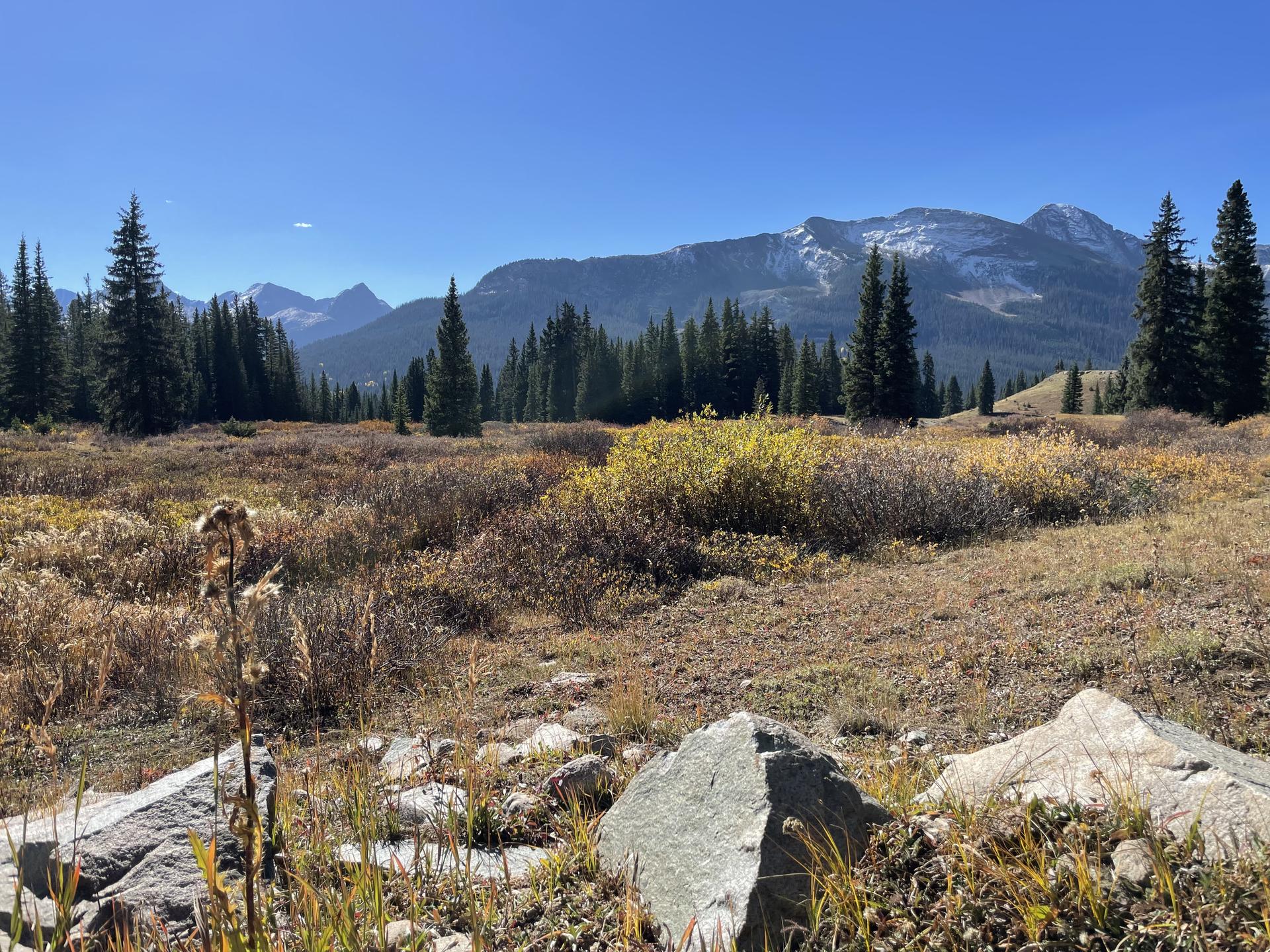 Sunny meadow with rocks, pine forest, and distant snow-capped mountains.