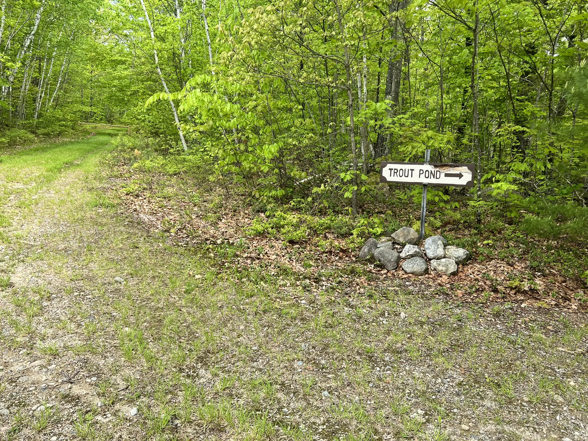 A dirt path leads into a vibrant green forest with a directional sign.