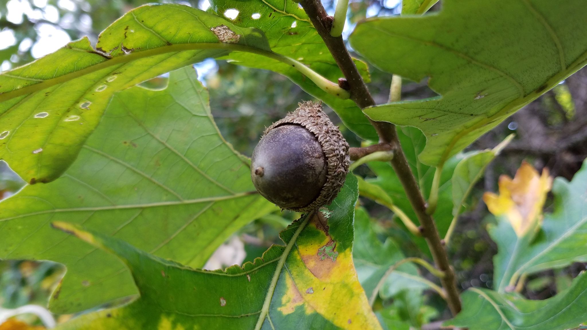 A single dark acorn hangs from a branch with green and yellowing leaves. - Saratoga Springs Open Space loop from Saratoga Springs