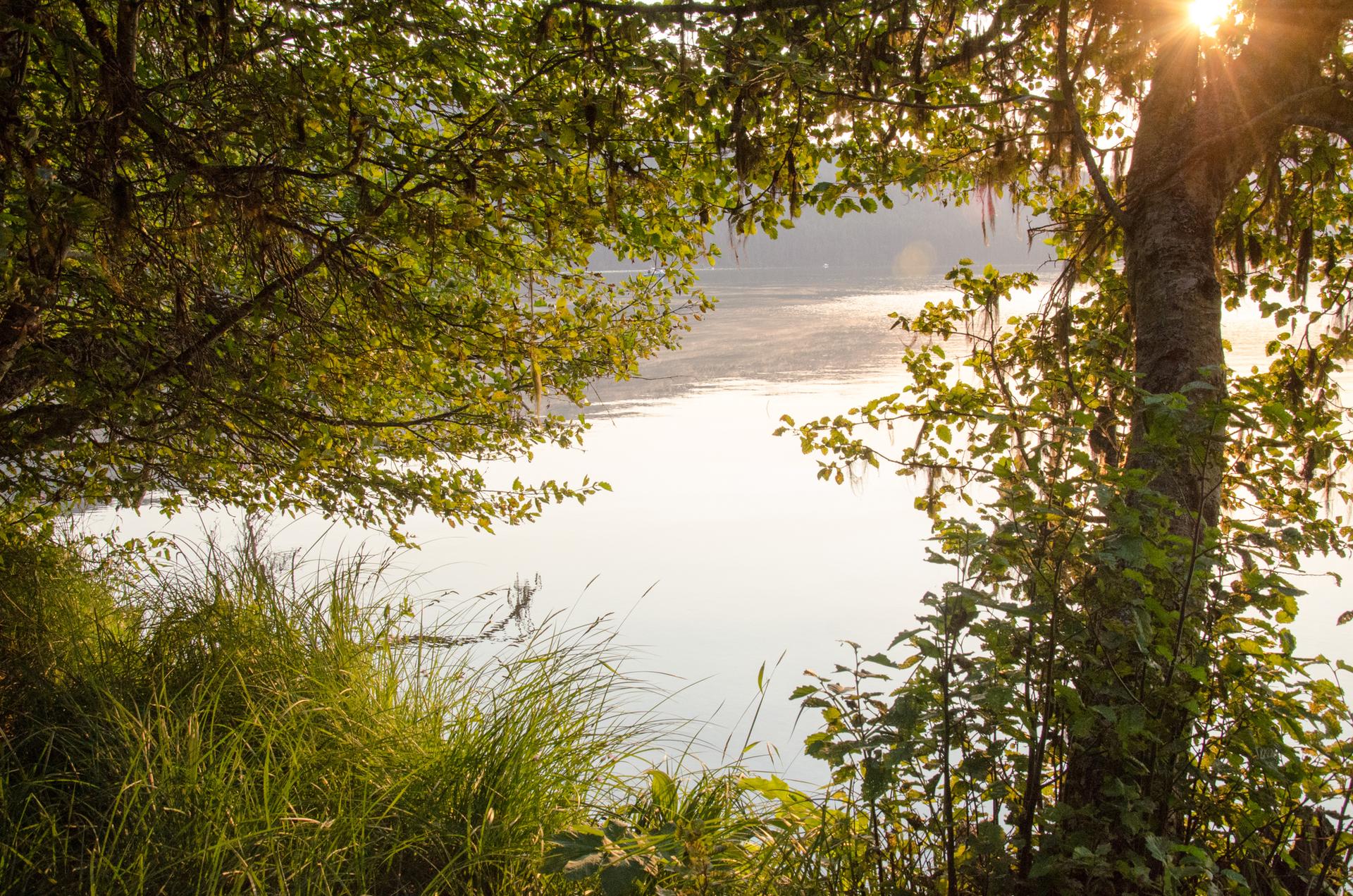 Golden sunlight bursts through green trees overlooking a misty, calm body of water.