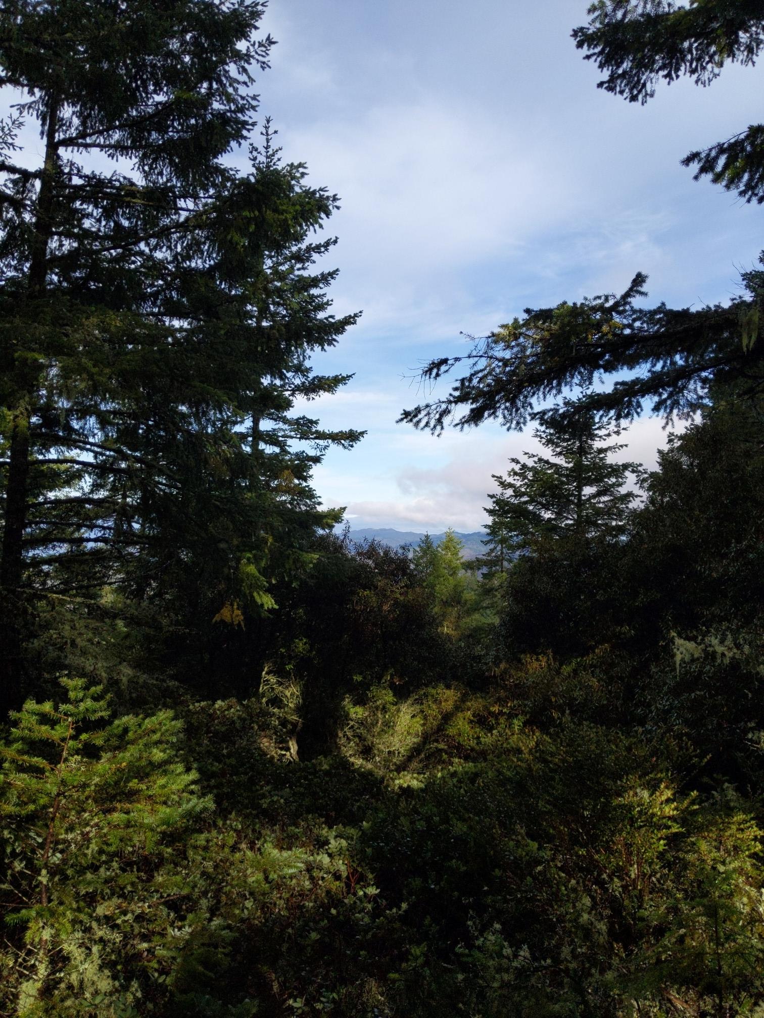 Tall evergreen trees frame a hazy mountain landscape under a bright blue sky.