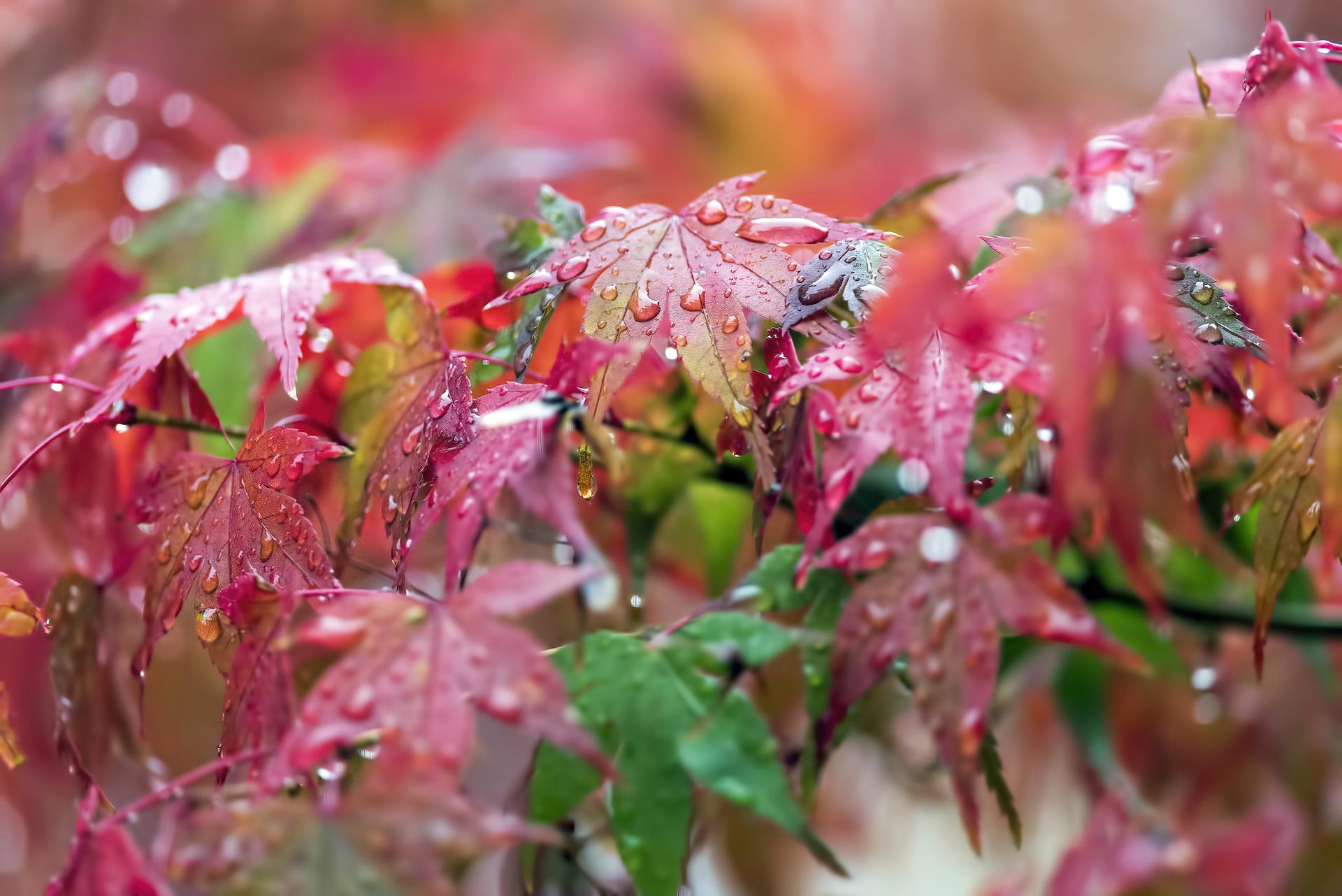 Close-up of vibrant red and green leaves covered in raindrops.