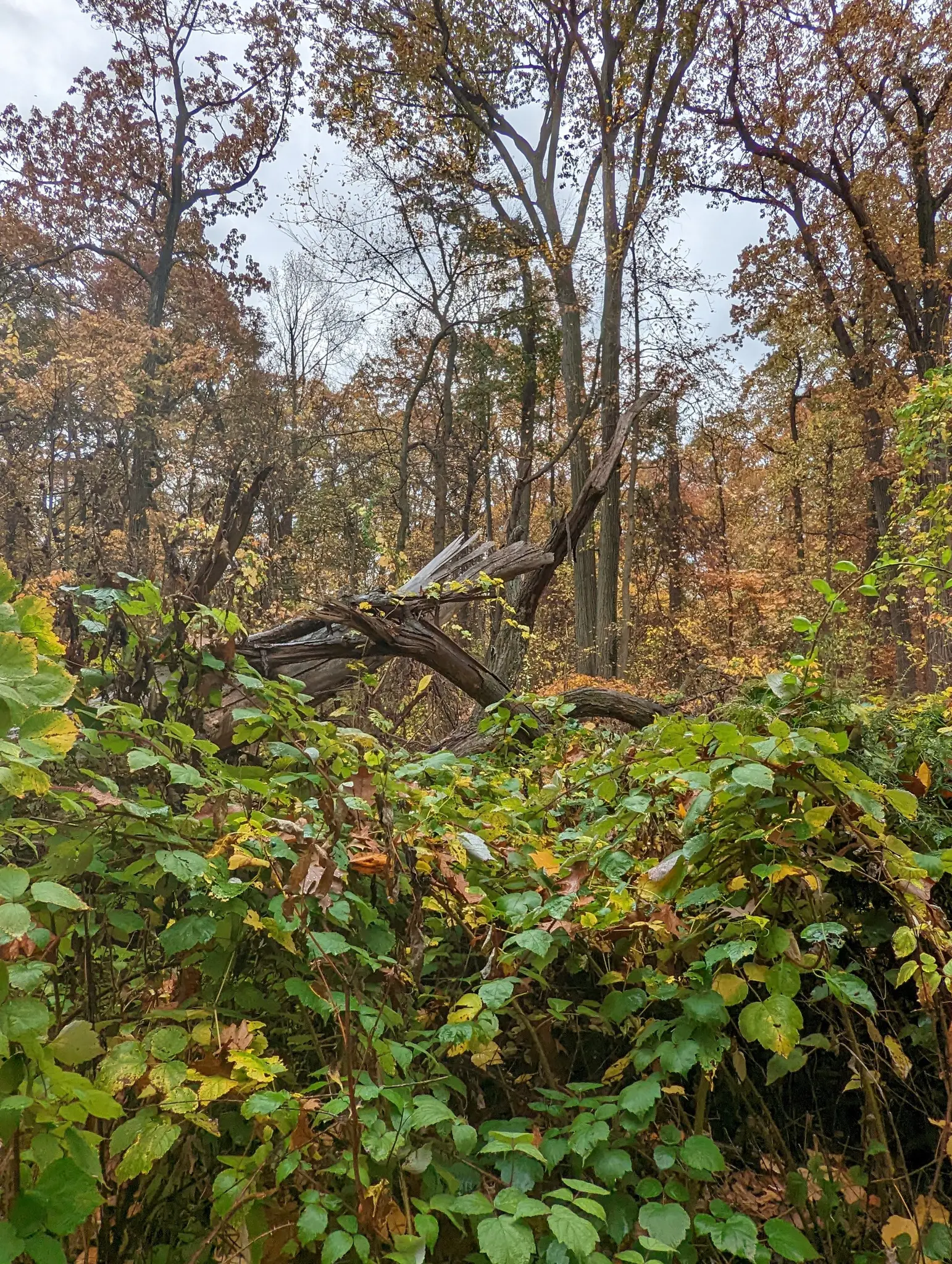 Fallen tree trunk amidst dense green and brown foliage in an autumn forest.