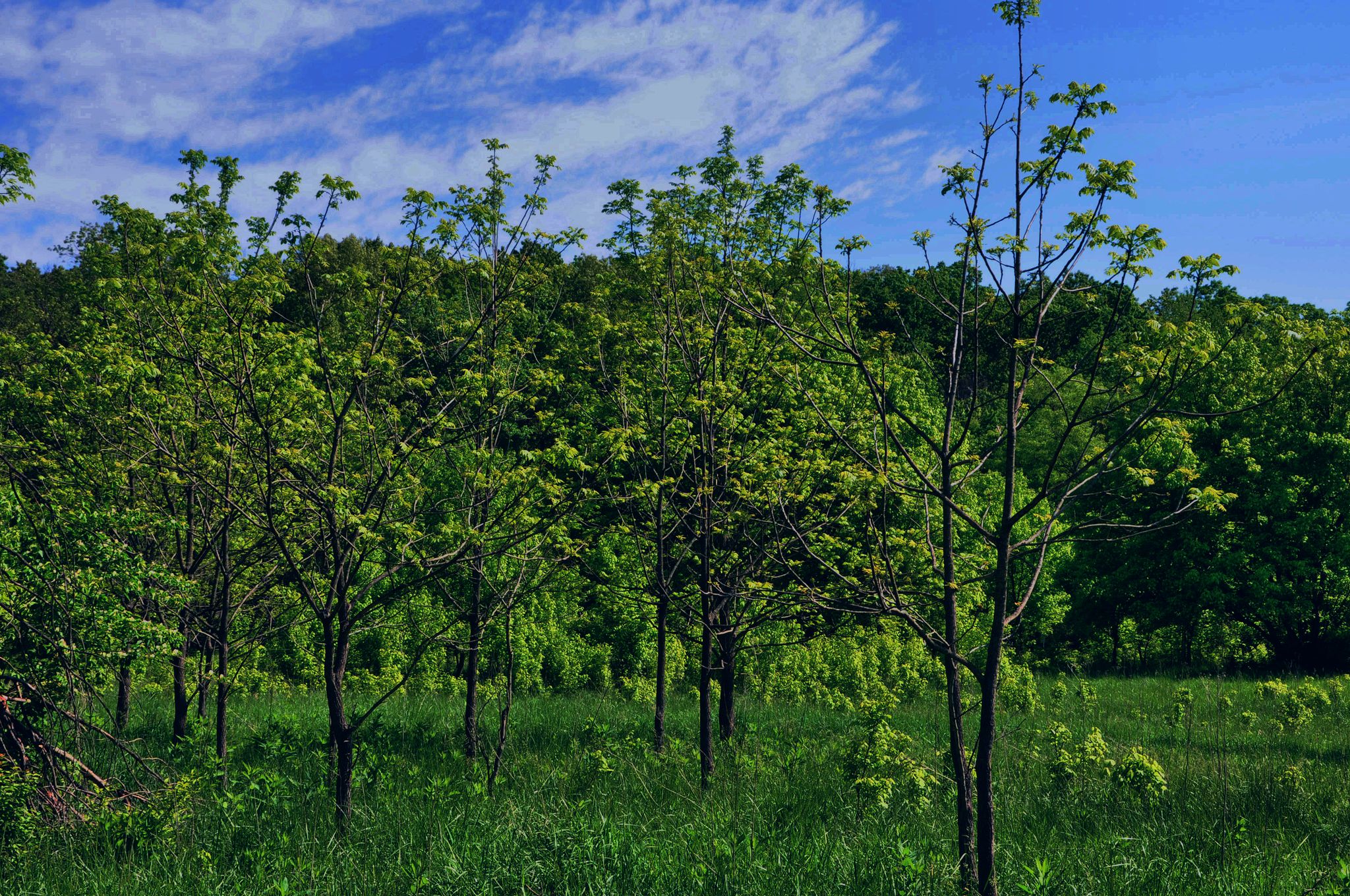 Lush green trees and grass under a bright blue sky with clouds. - Equestrian Trail