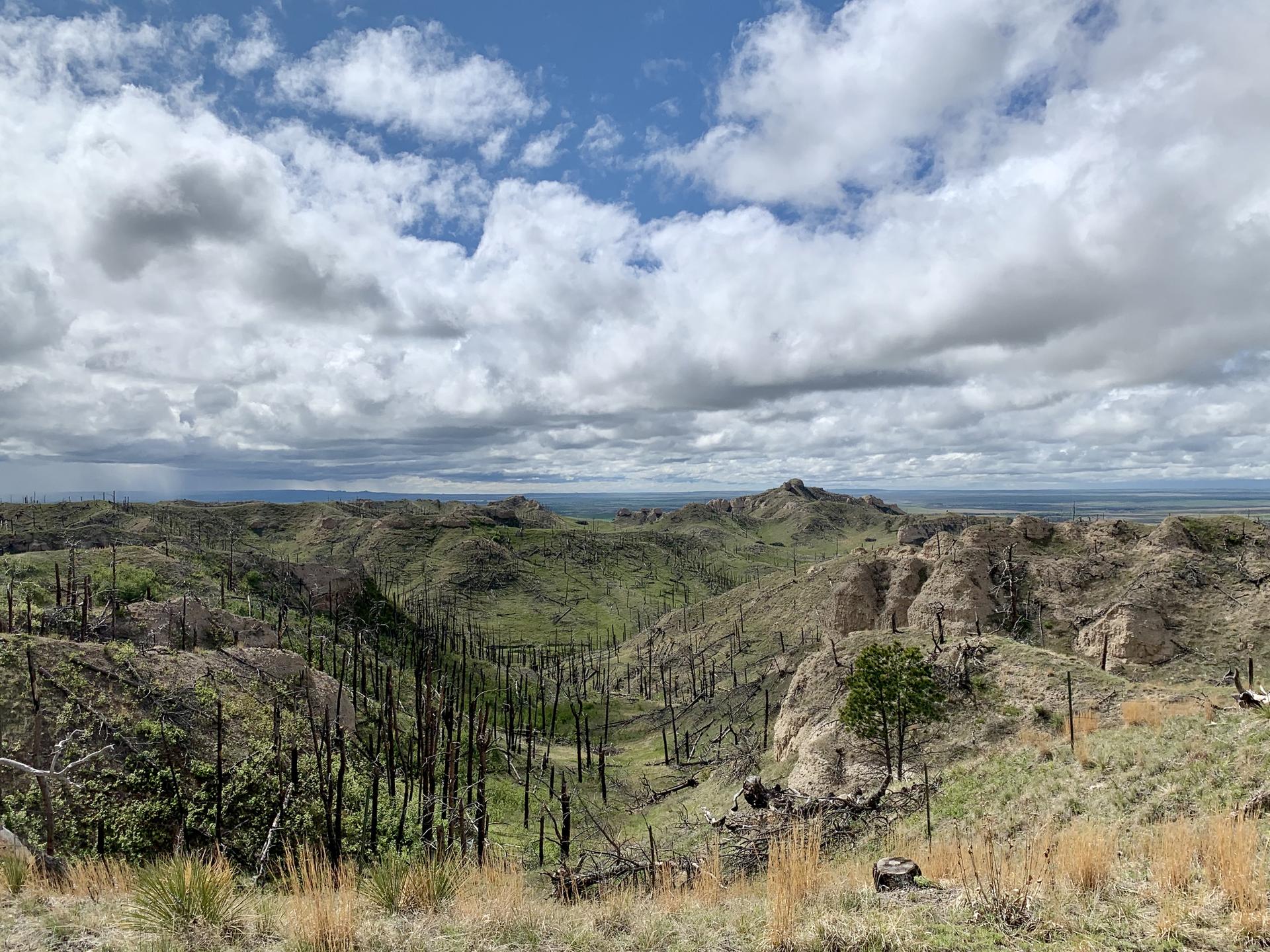 Vast valley with green hills, charred trees, and a cloudy sky.