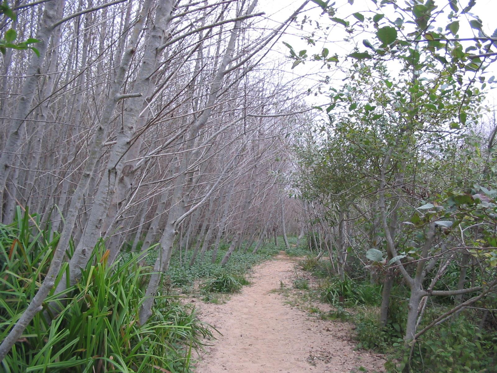 Sandy path through a grove of tall, slender trees with bare branches.