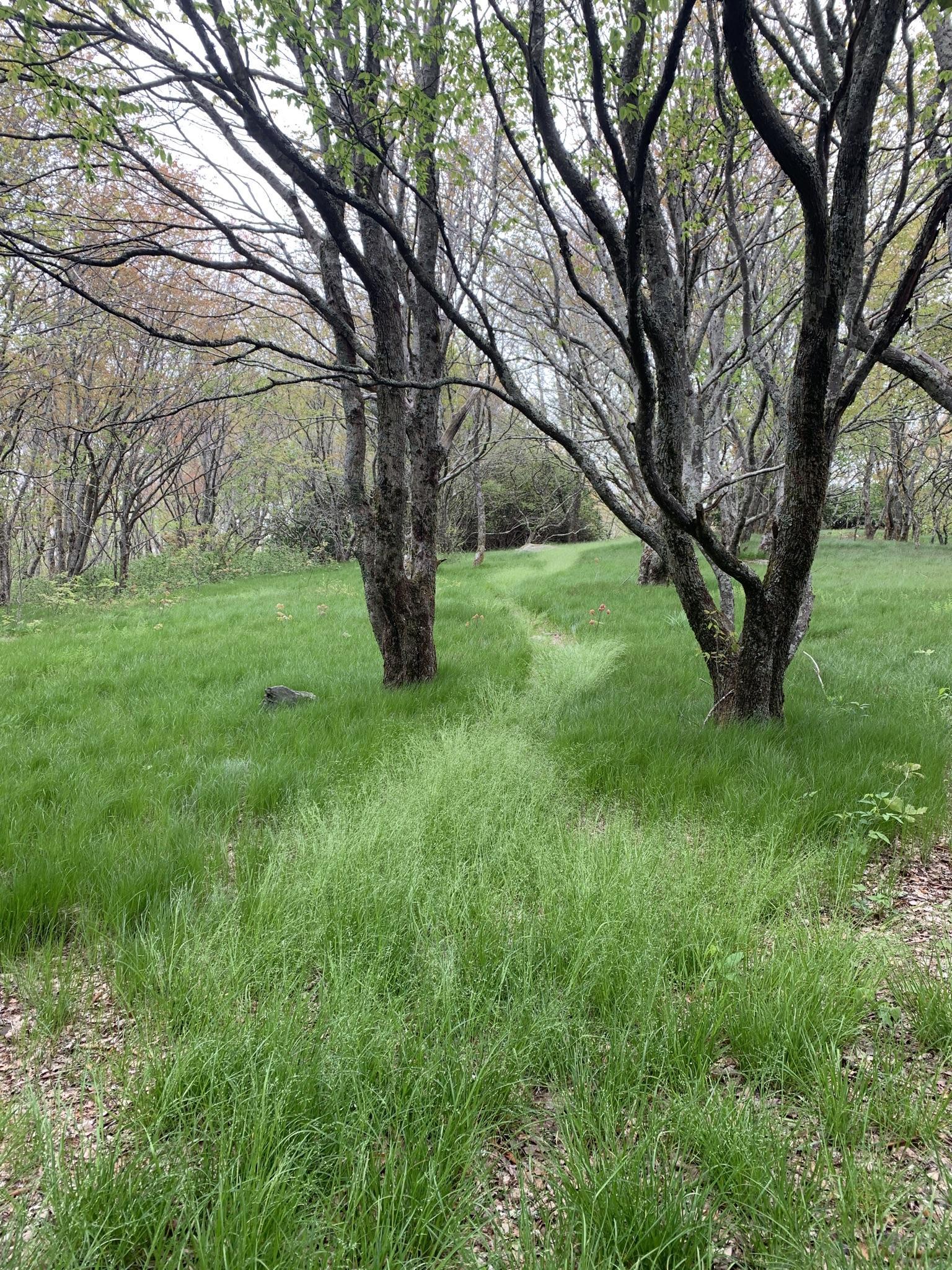 A faint grassy path winds through a bright green meadow with trees.