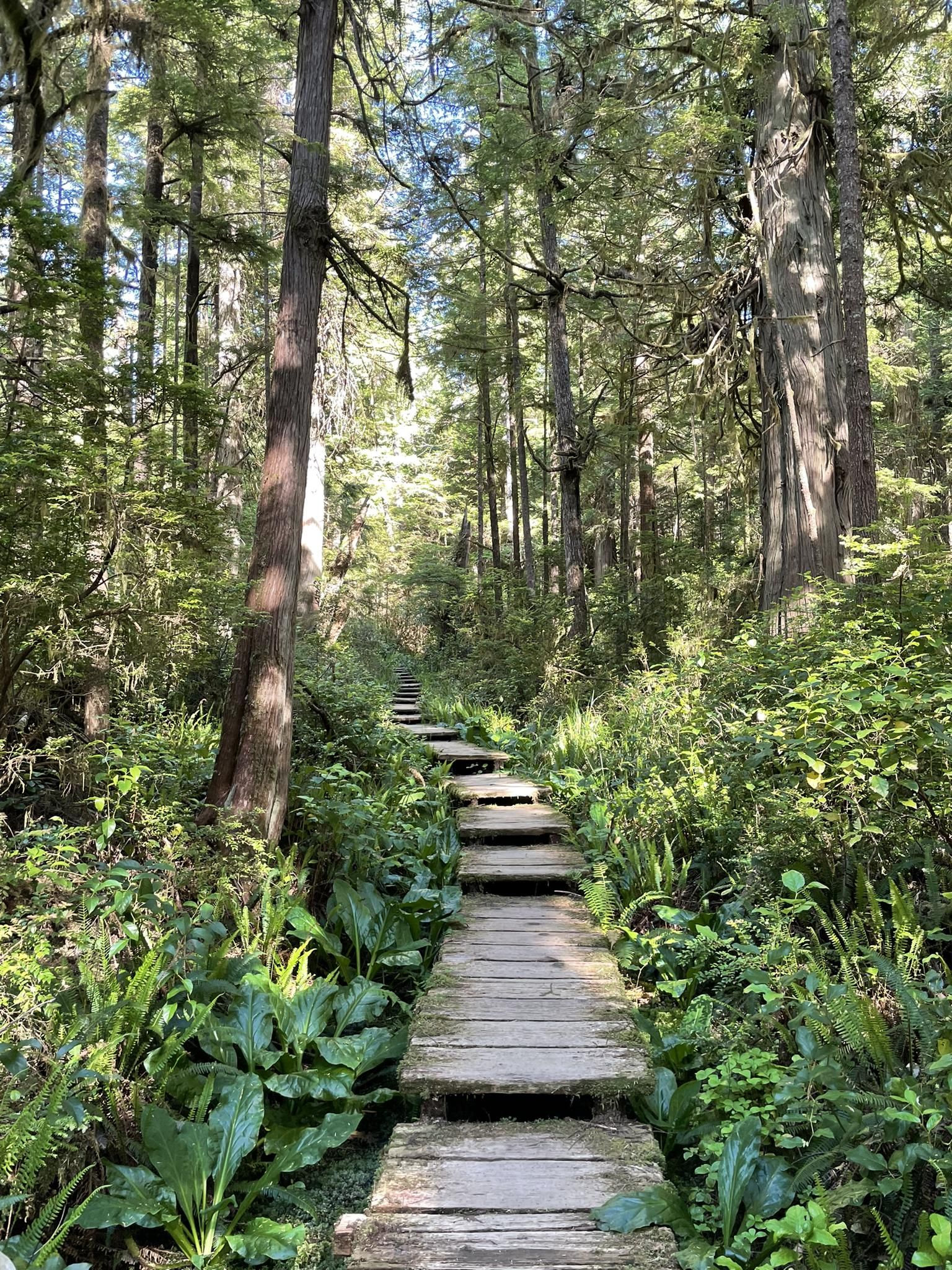 Sunlit wooden boardwalk winding through a vibrant green, dense forest. - Cape Alva Trail – Cape Alava loop from Ozette
