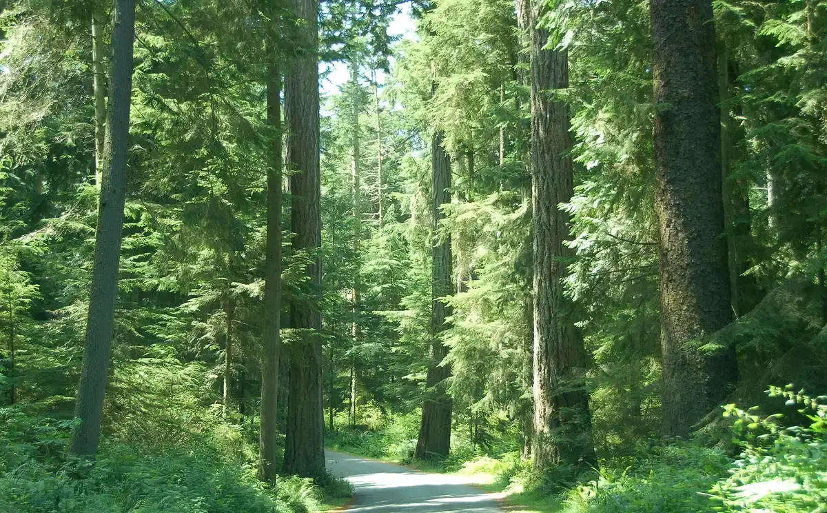 A sun-dappled path winds through a dense forest of tall evergreen trees.