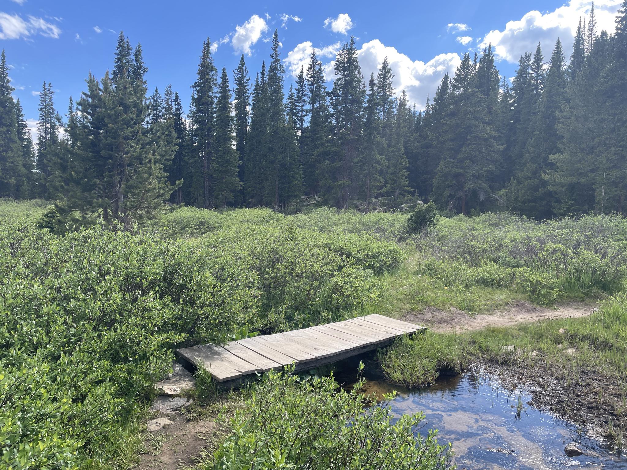 Small wooden bridge over a stream, surrounded by green bushes and pines.