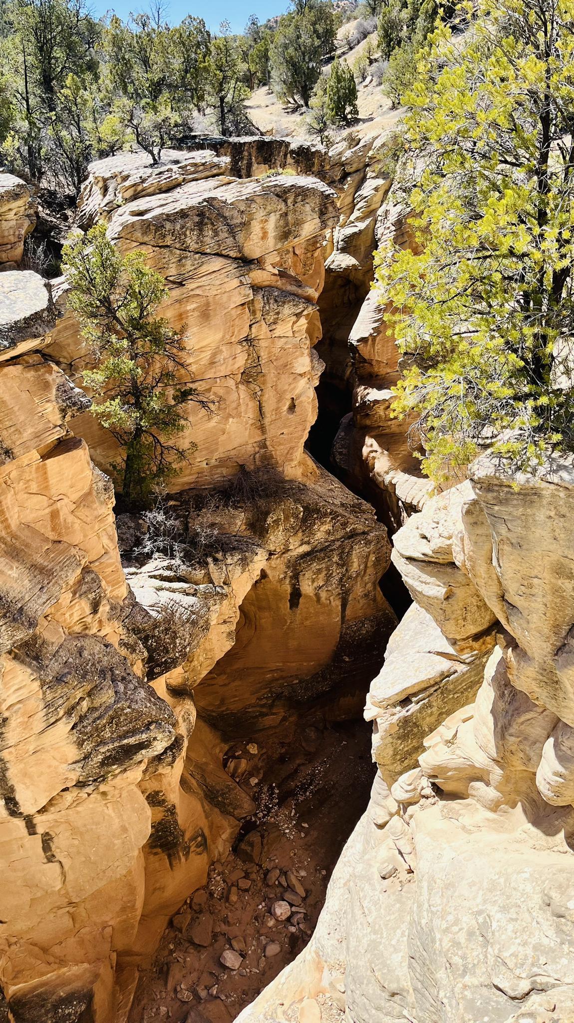 Deep, winding slot canyon seen from above, with trees on the sunny rim.