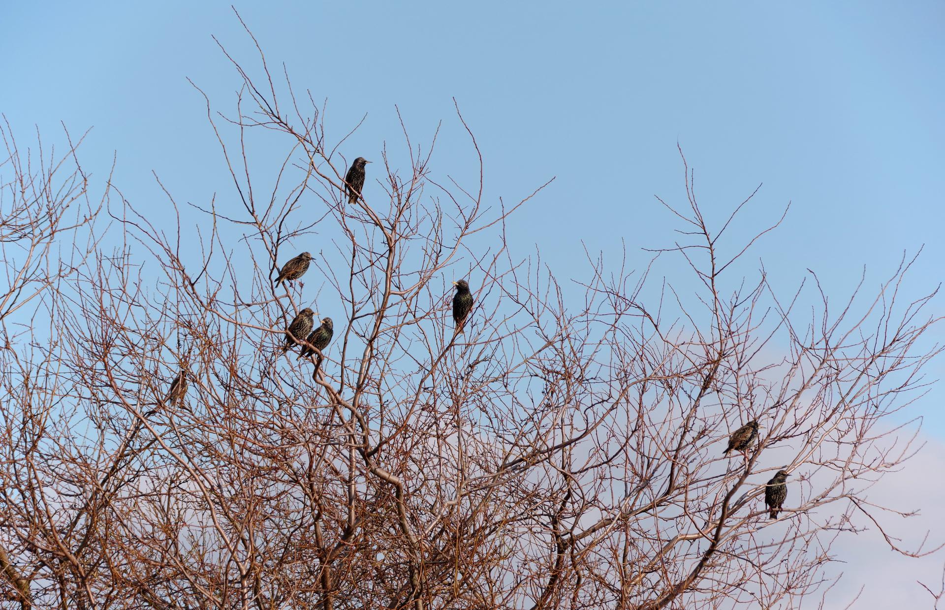 Several dark birds perch on bare tree branches against a clear blue sky.