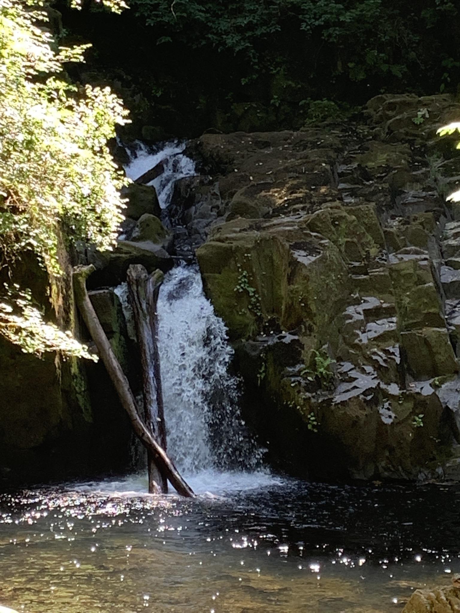 Sunlit waterfall tumbles over rocks and logs into a sparkling dark pool.