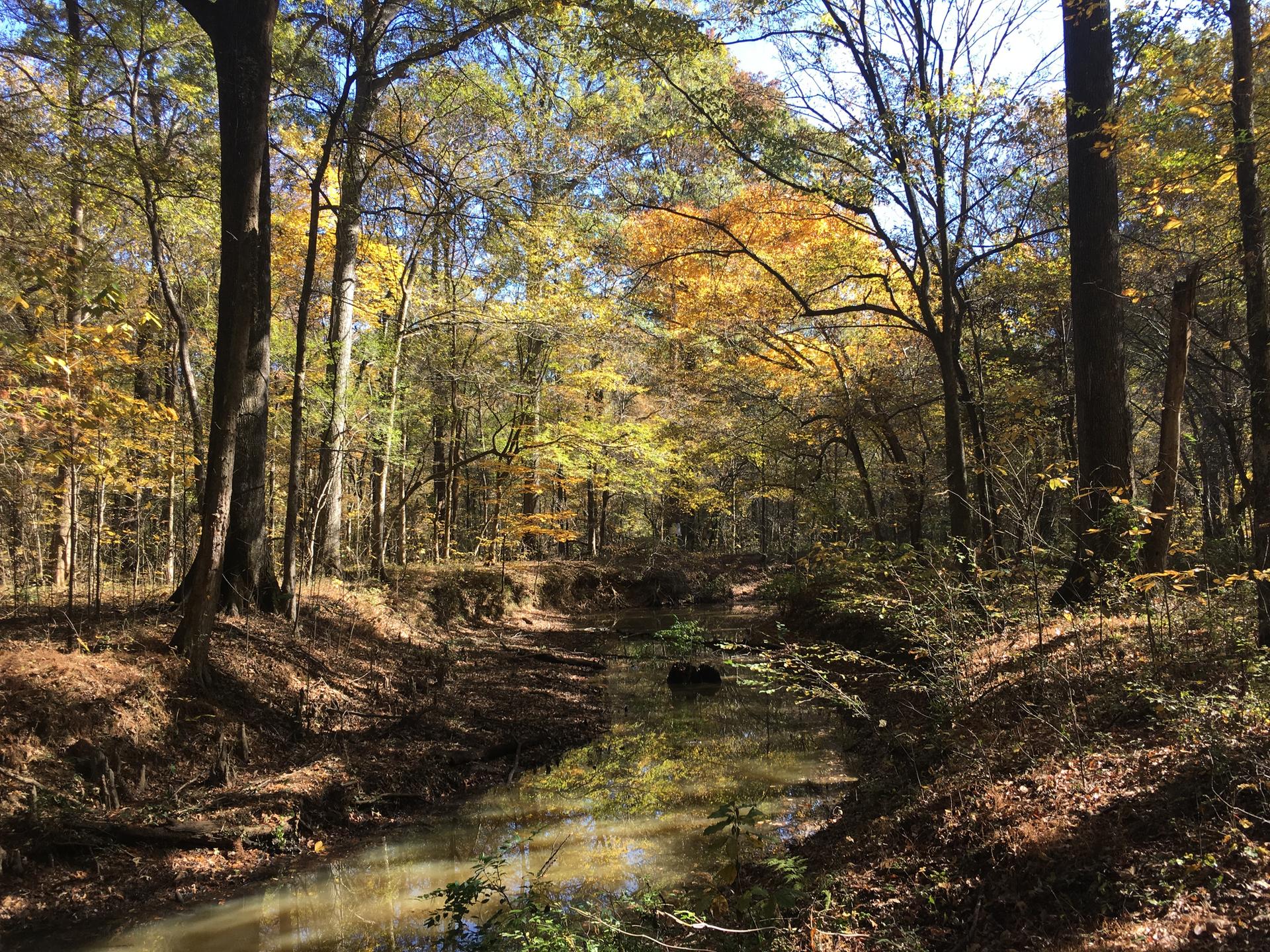 A small stream winds through a sunlit autumn forest with colorful trees.
