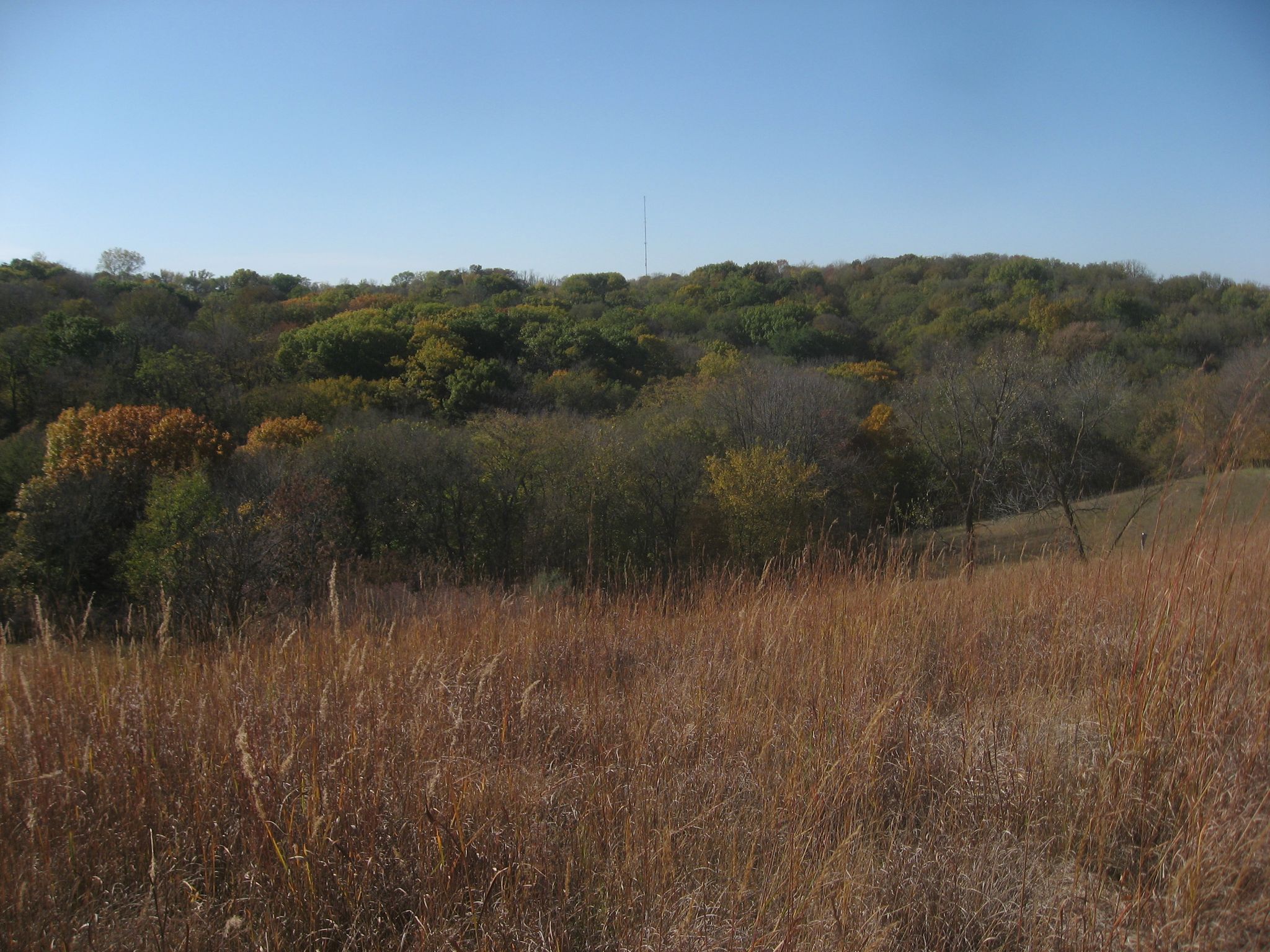 Expansive field of golden-brown grass leading to a dense forest under a clear sky. - Neale Woods Outer Loop