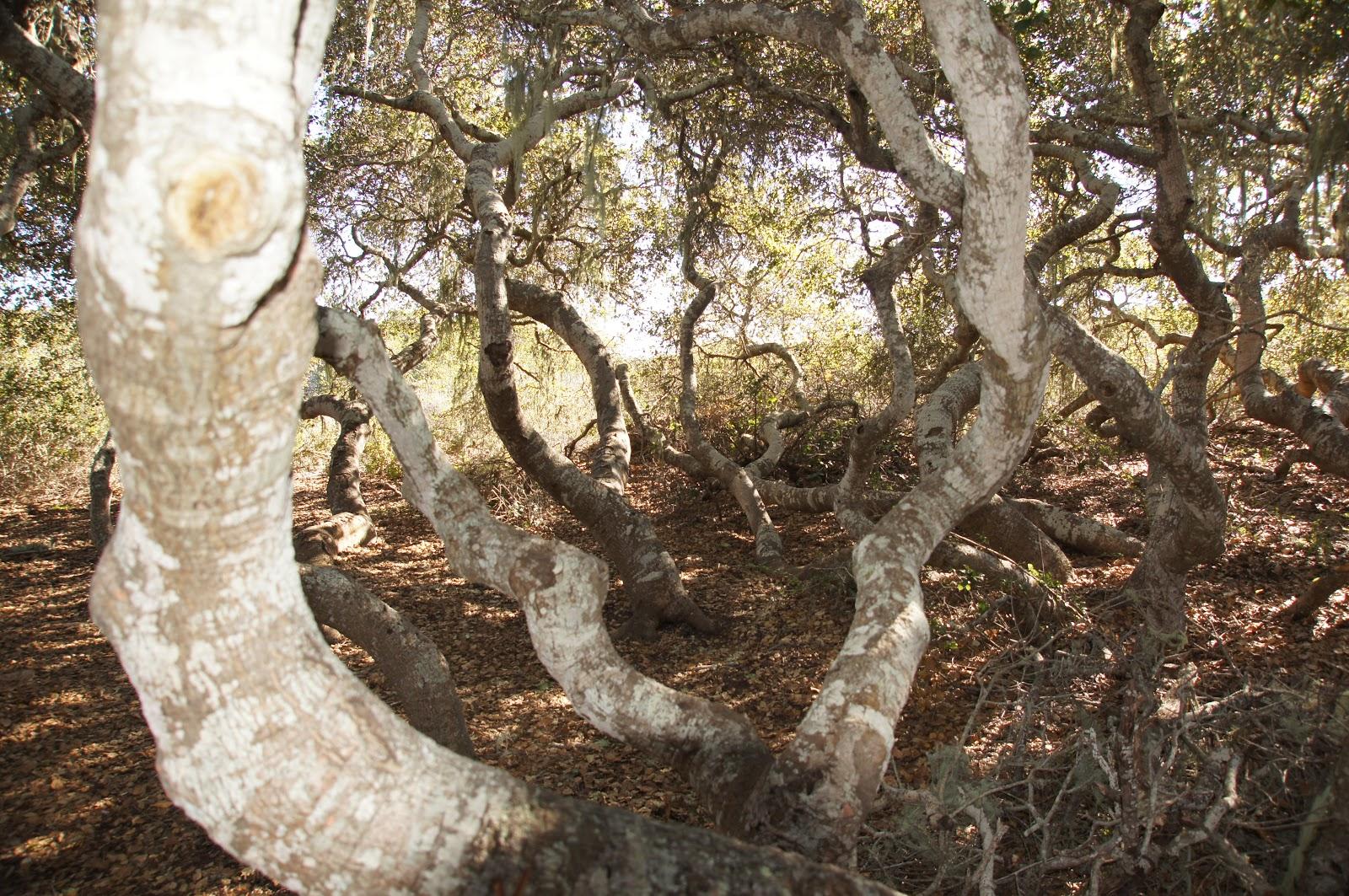 A dense grove of gnarled, twisted tree branches with dappled sunlight.