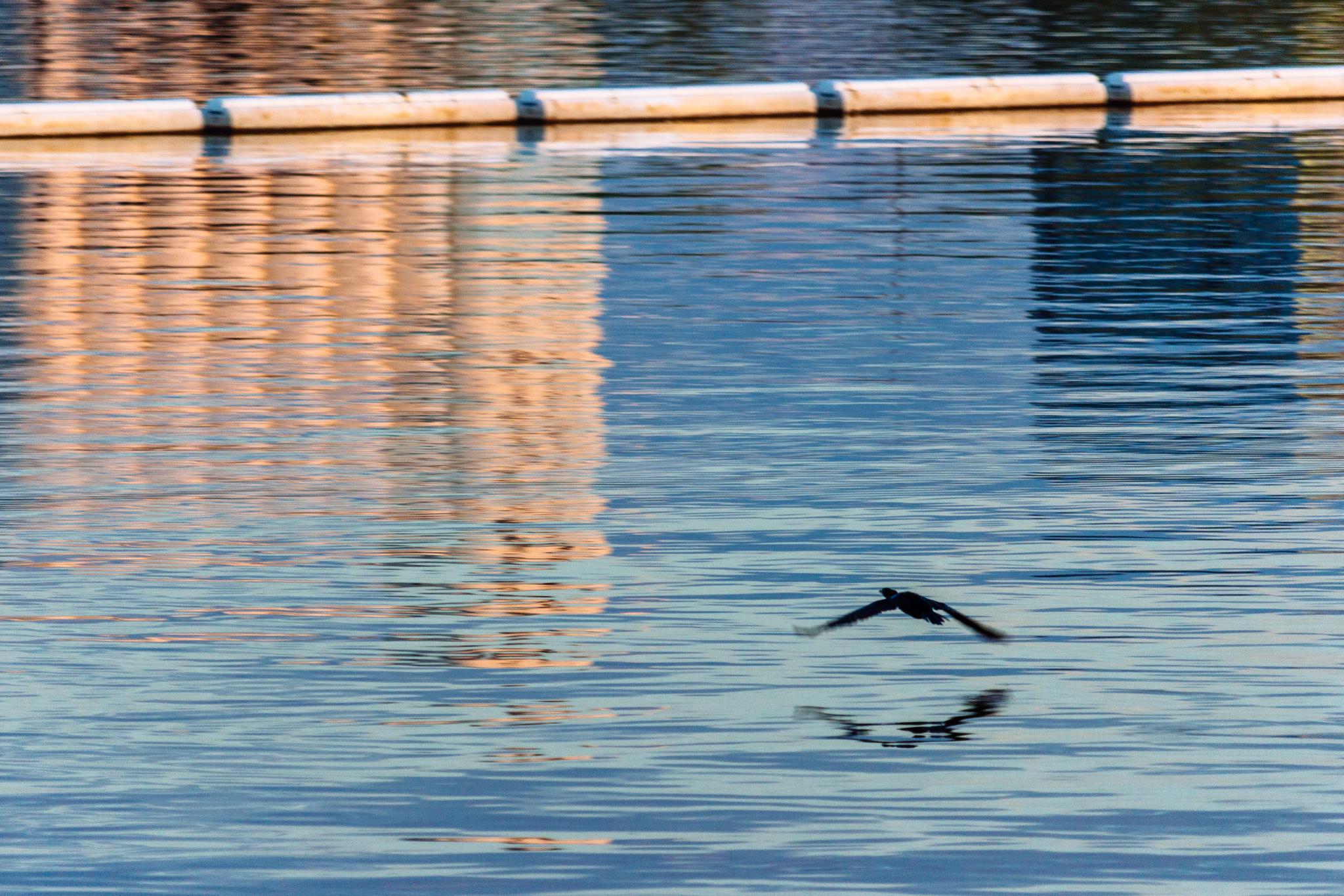 A bird flying low over calm water with building reflections, sunny.