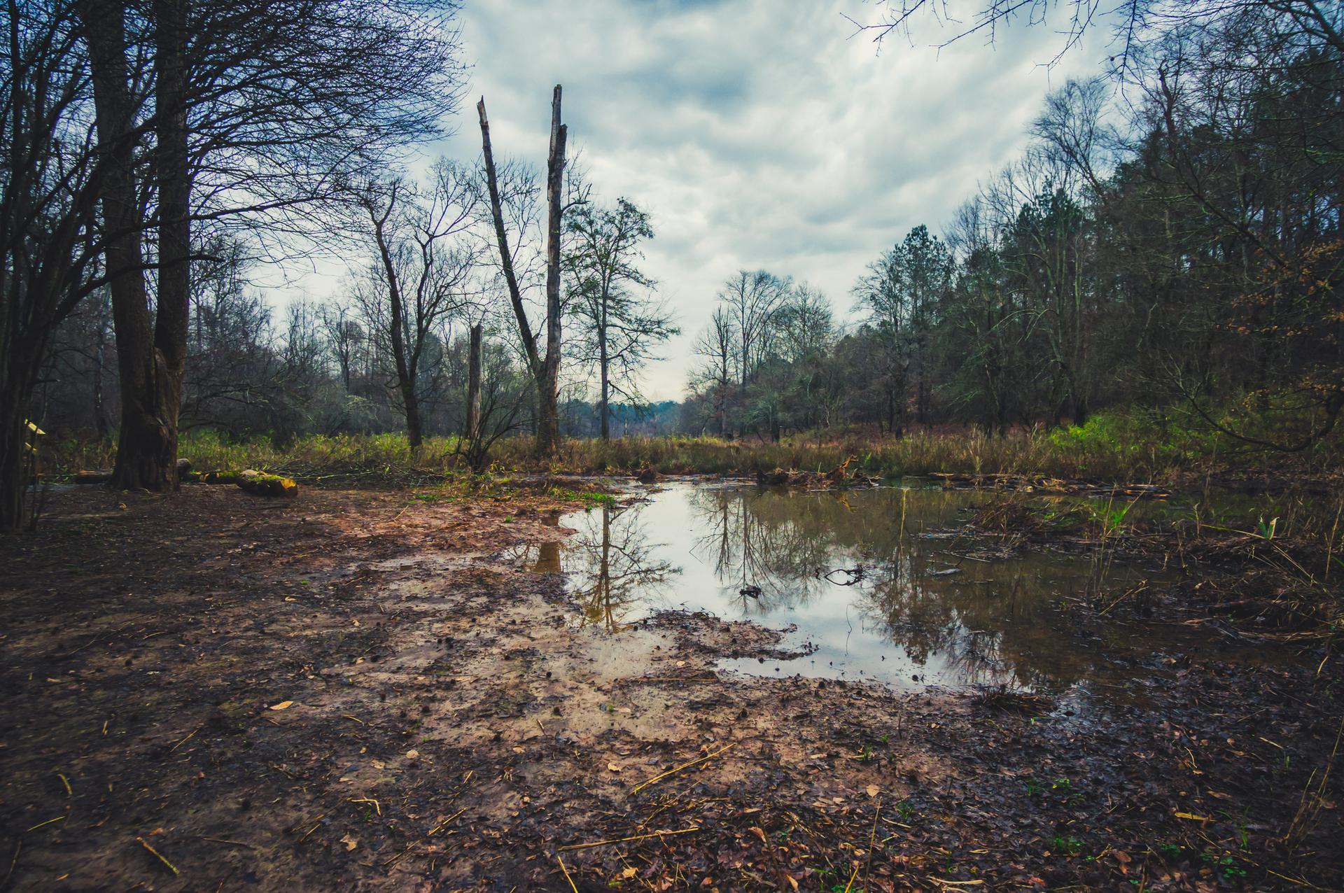 Muddy forest floor with a small pond reflecting cloudy sky and bare trees.