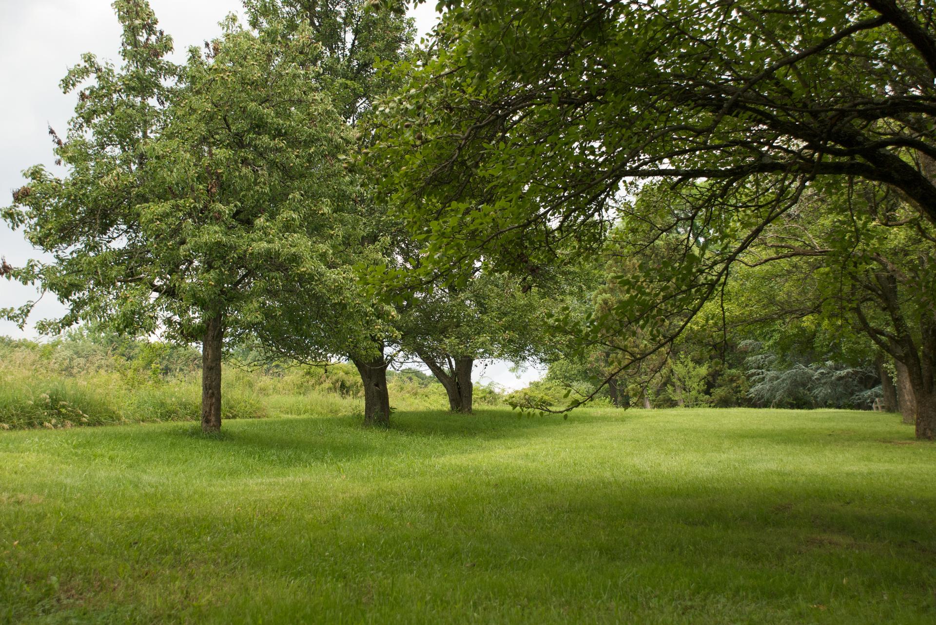 A lush green lawn with several trees casting shadows on a cloudy day.