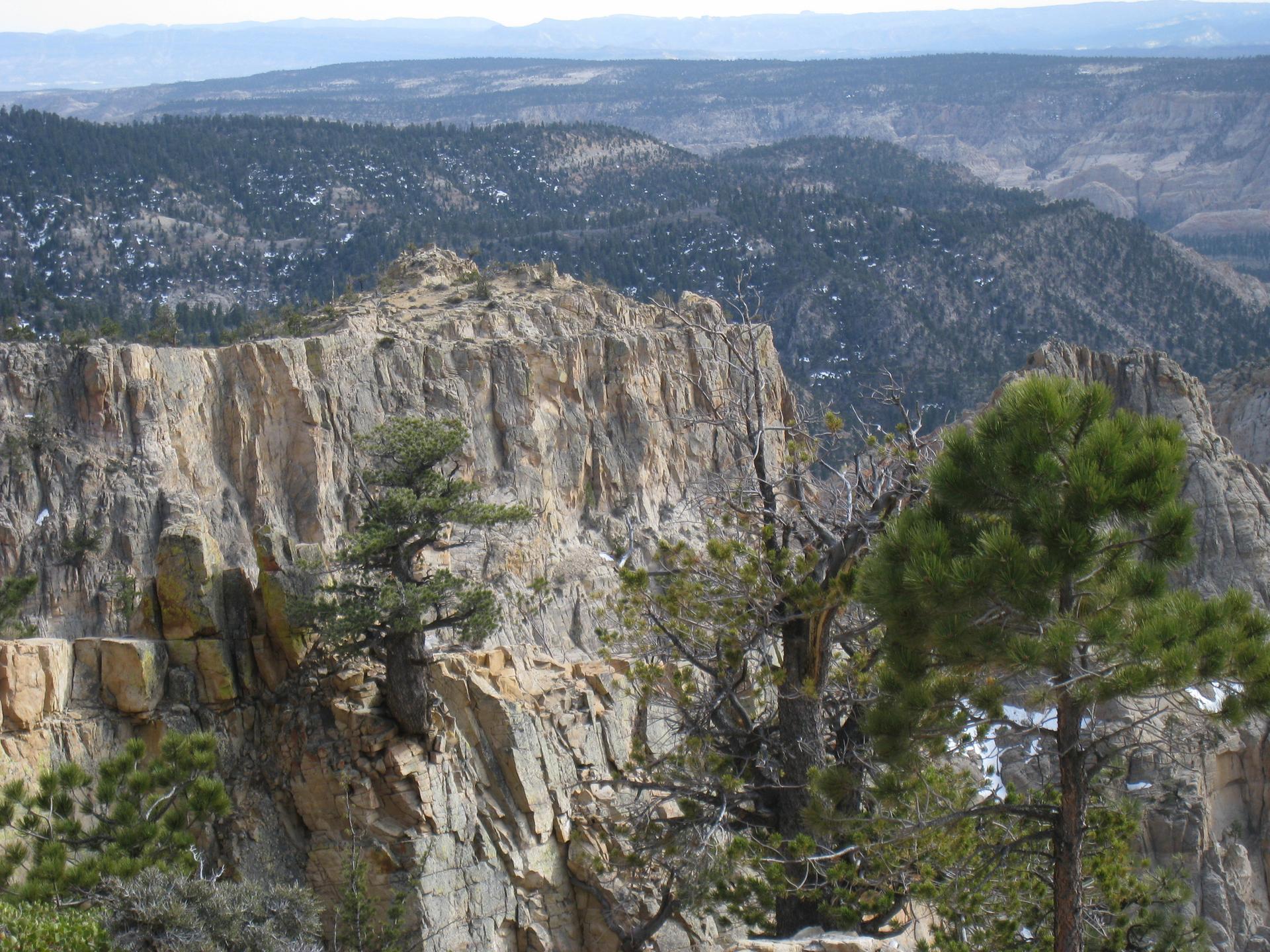 Rugged rocky cliffs with pine trees under bright daylight, overlooking distant mountains.