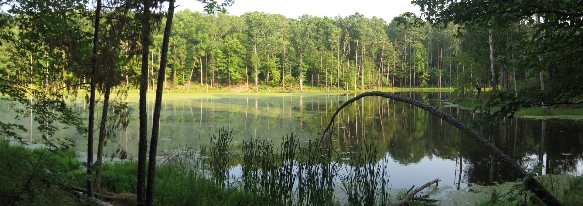 Misty lake reflecting green trees and sky, with reeds in foreground.