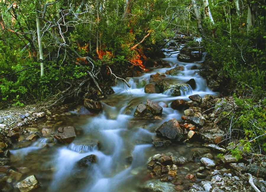 Long exposure shot of a rocky stream winding through a dense green forest.
