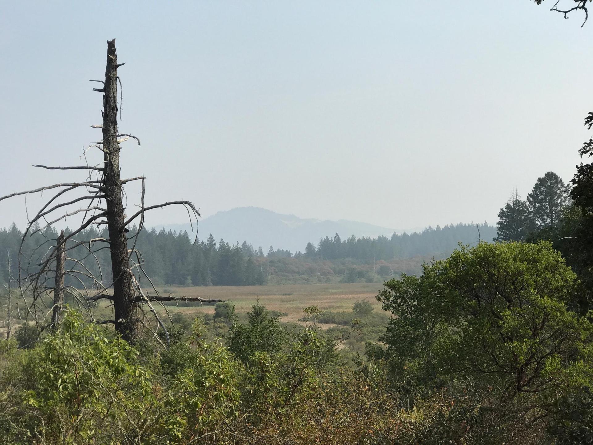 A dead tree stands before a hazy meadow and forested hills under soft light.