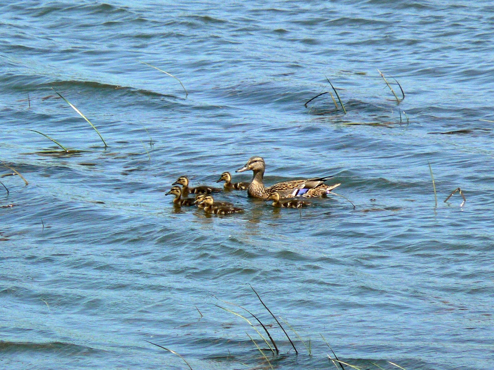 Mother duck and ducklings swim in wavy blue water on a sunny day.