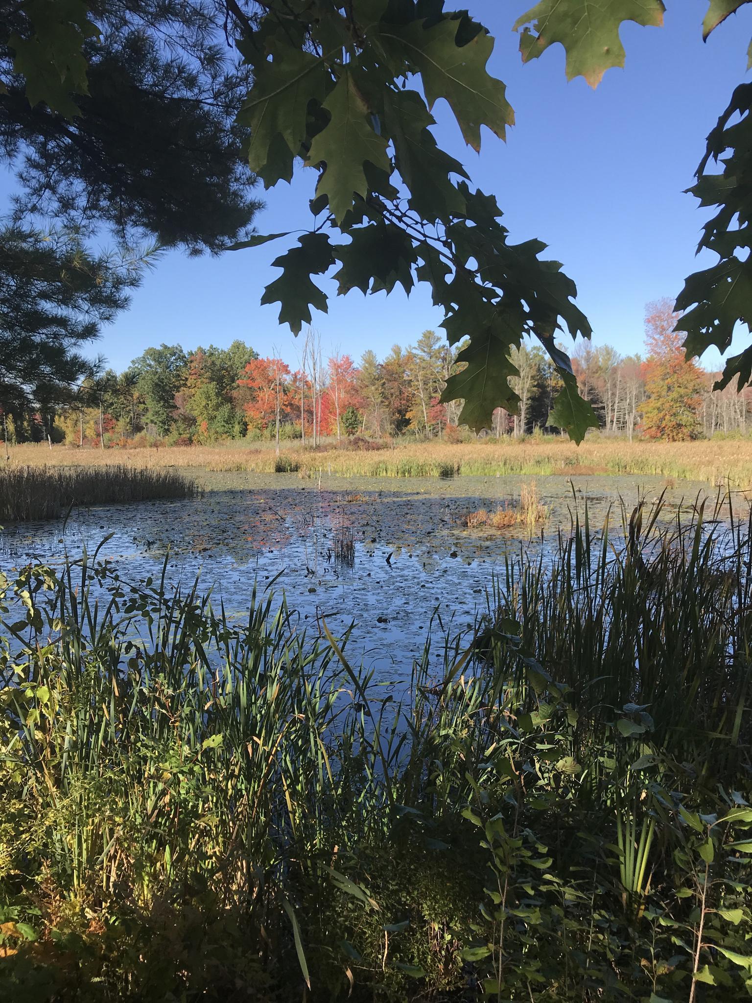 Sunny pond with tall grasses and colorful autumn trees under a blue sky.