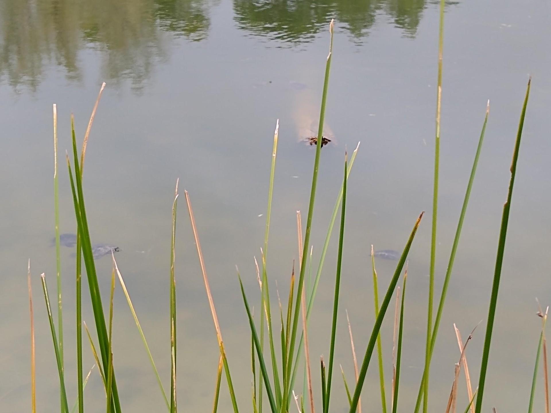 Close-up of tall green reeds in calm water with reflections.